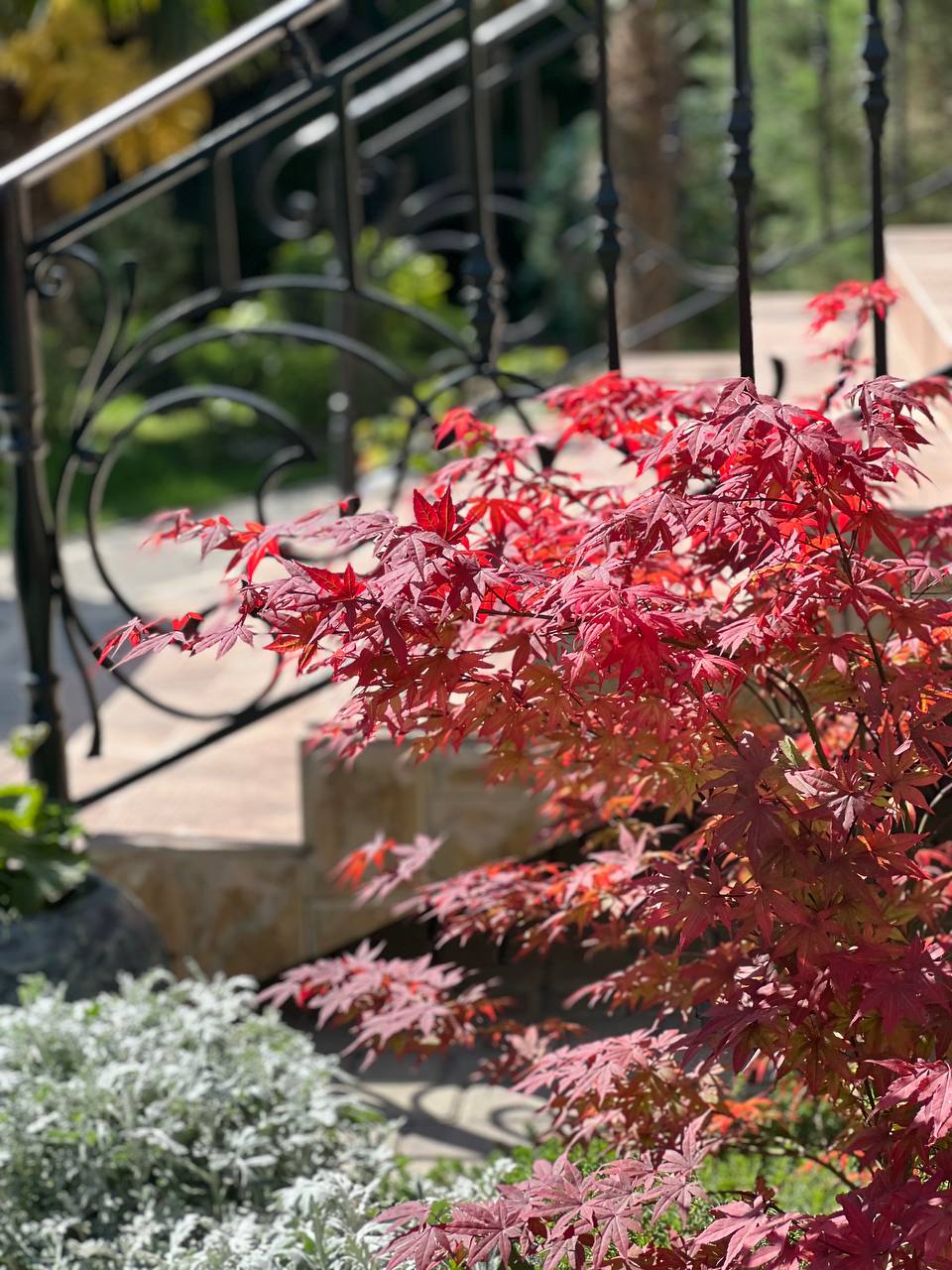 Фото Витязь