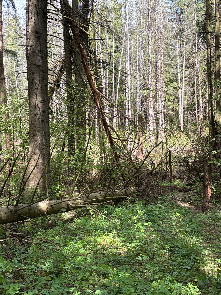 Nature reserve заказник Широколиственные леса. Крестовское лесничество, Moscow, photo