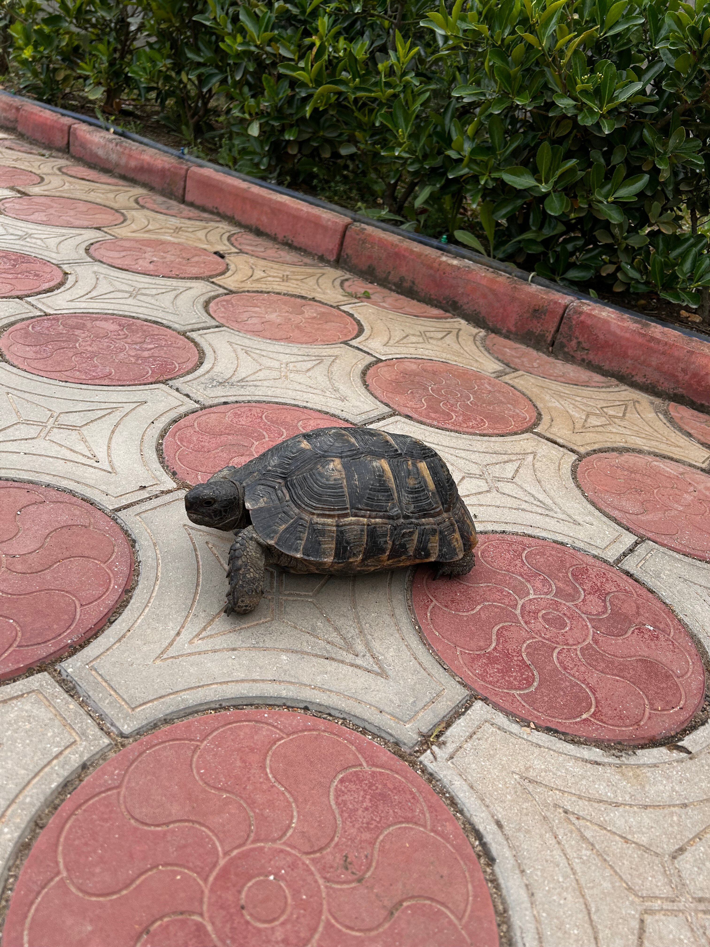 Фото Электра Холидей