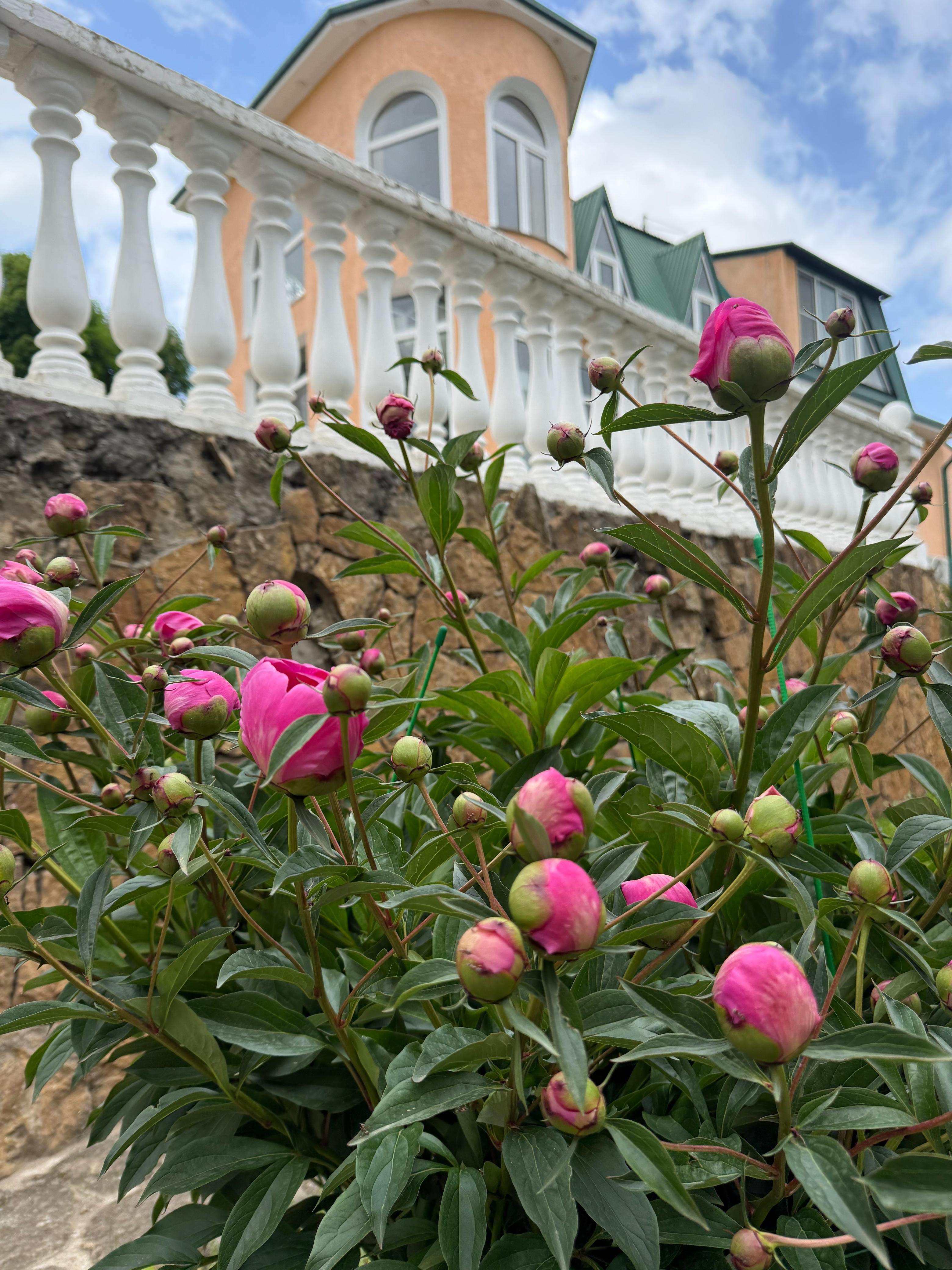 Фото Ласточка