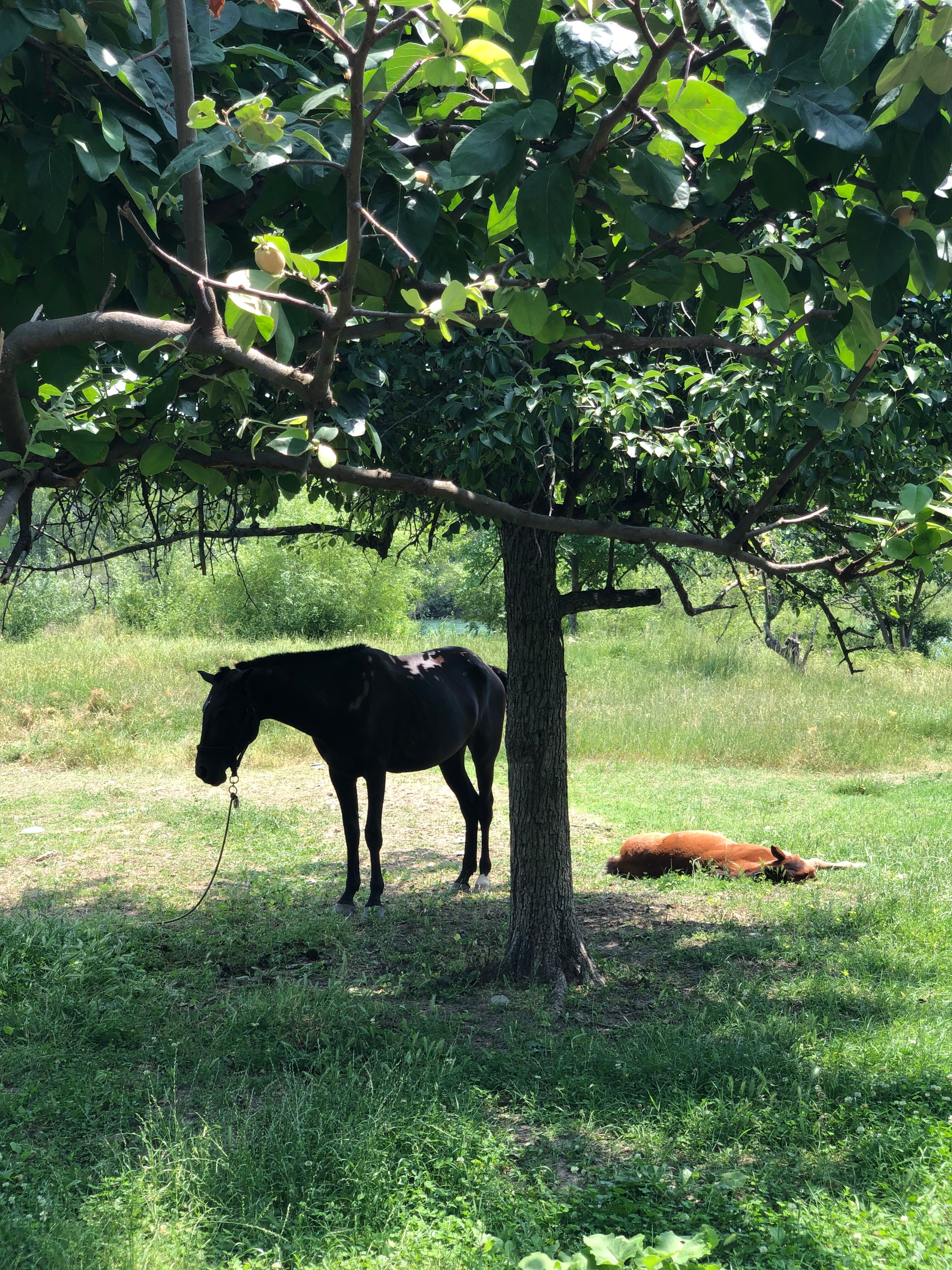 Фото Долина Сулака