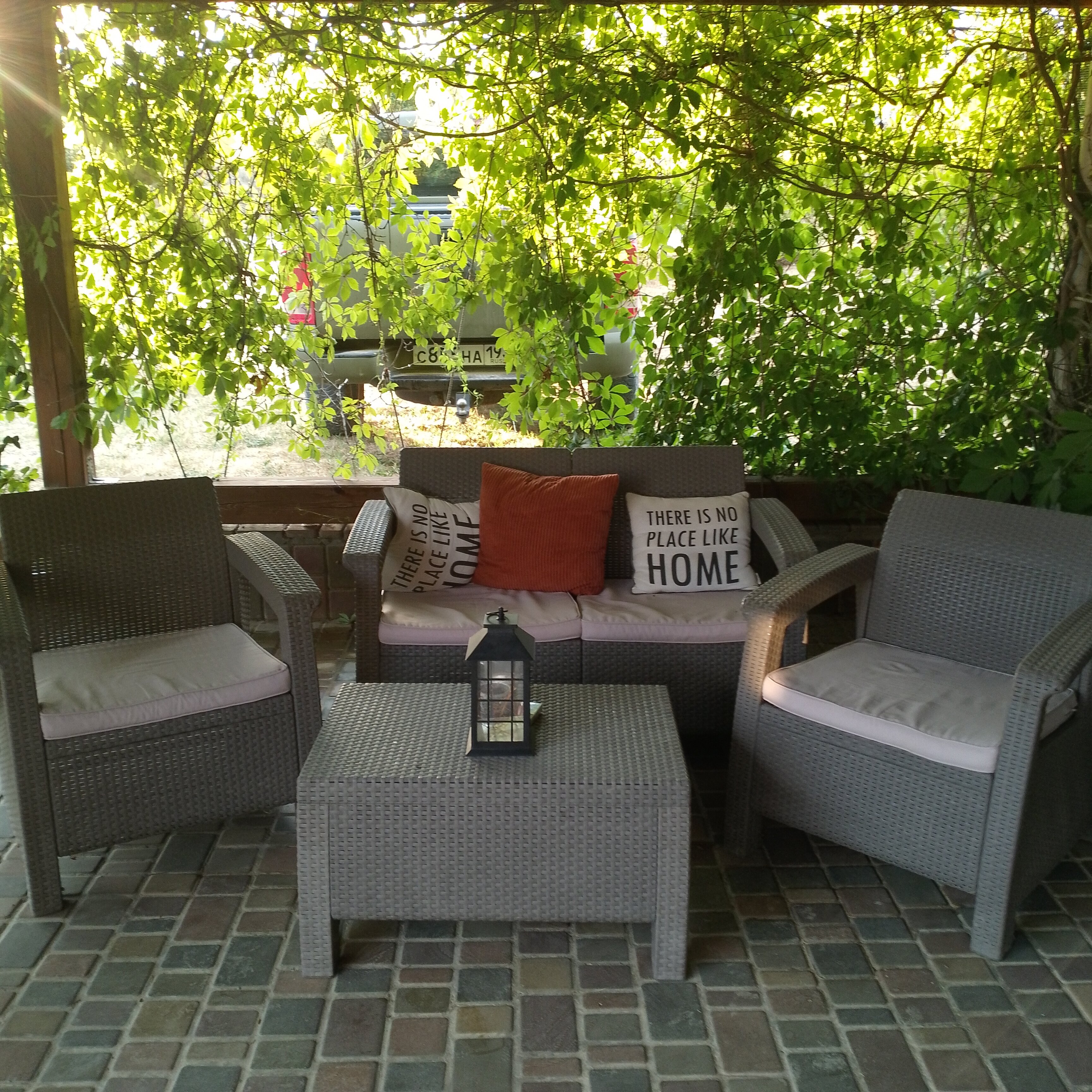 Фото Кактус