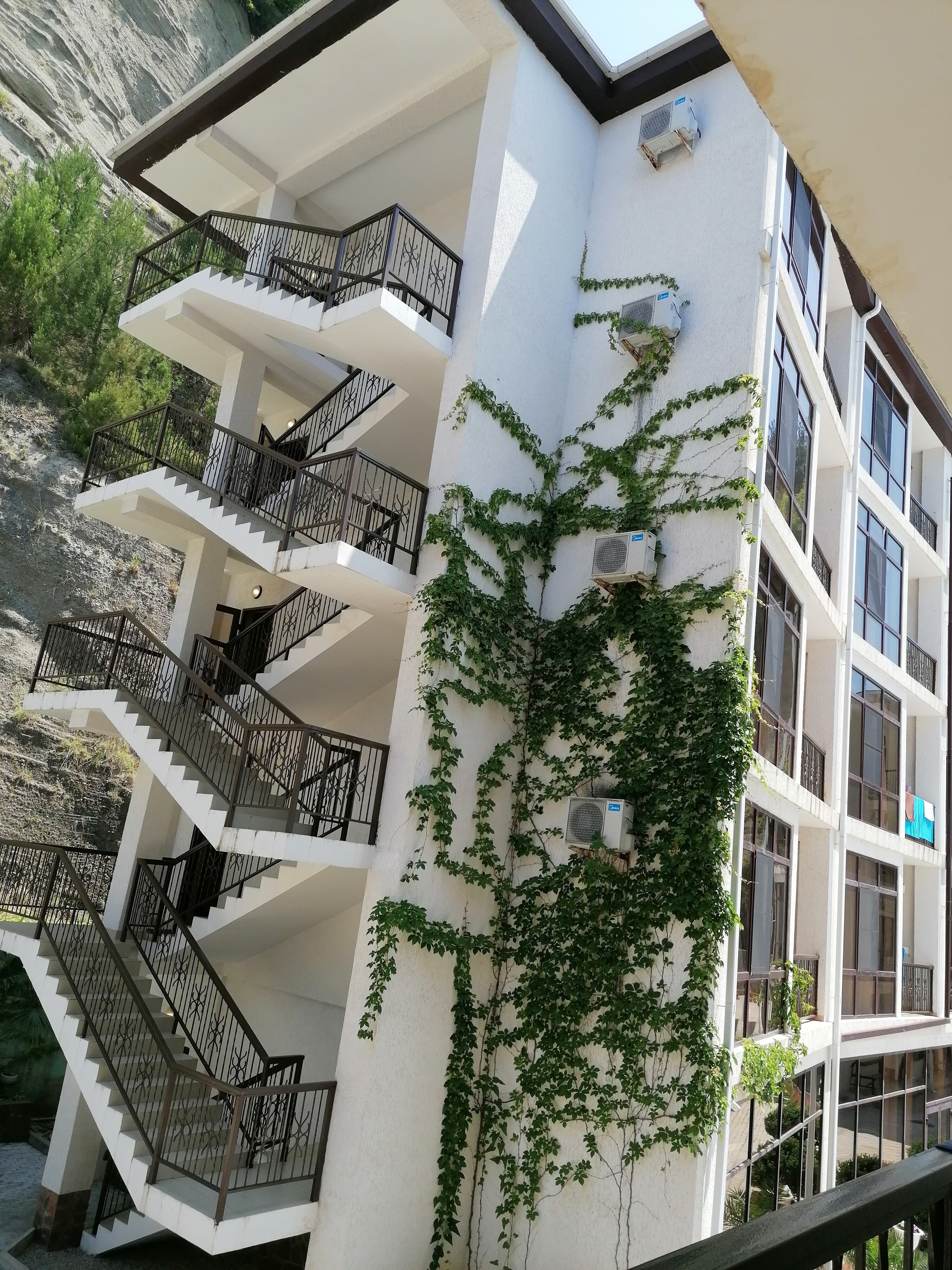 Фото Арбика