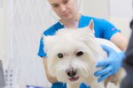 Barsel (Bolshoy Sampsonievskiy Avenue, 94), veterinary clinic