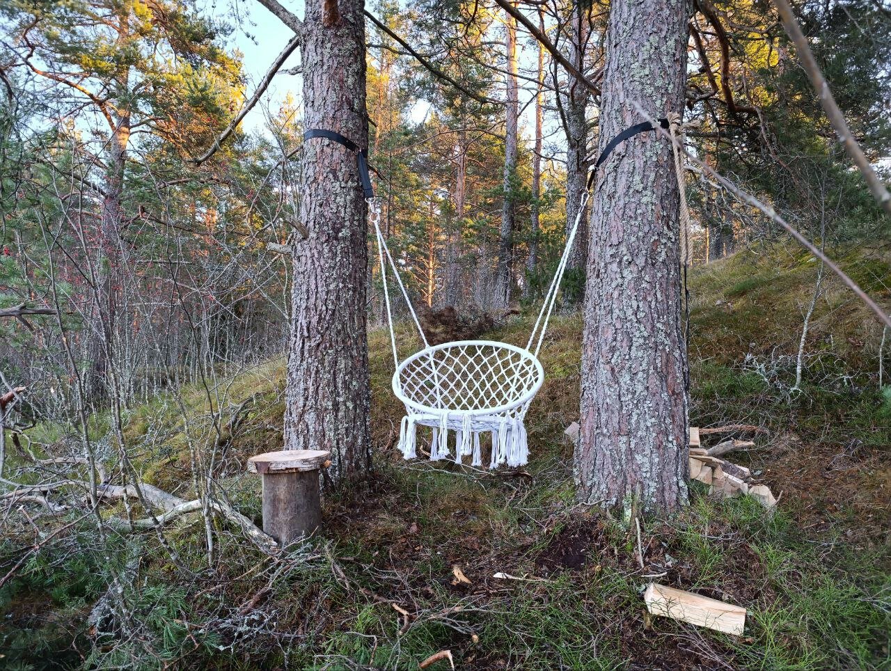 Фото Ёлки-Ладога