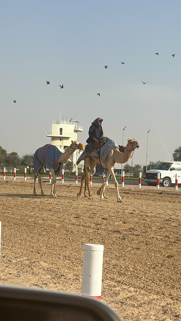 Horse racing track Camel Race Track, Emirate of Dubai, photo