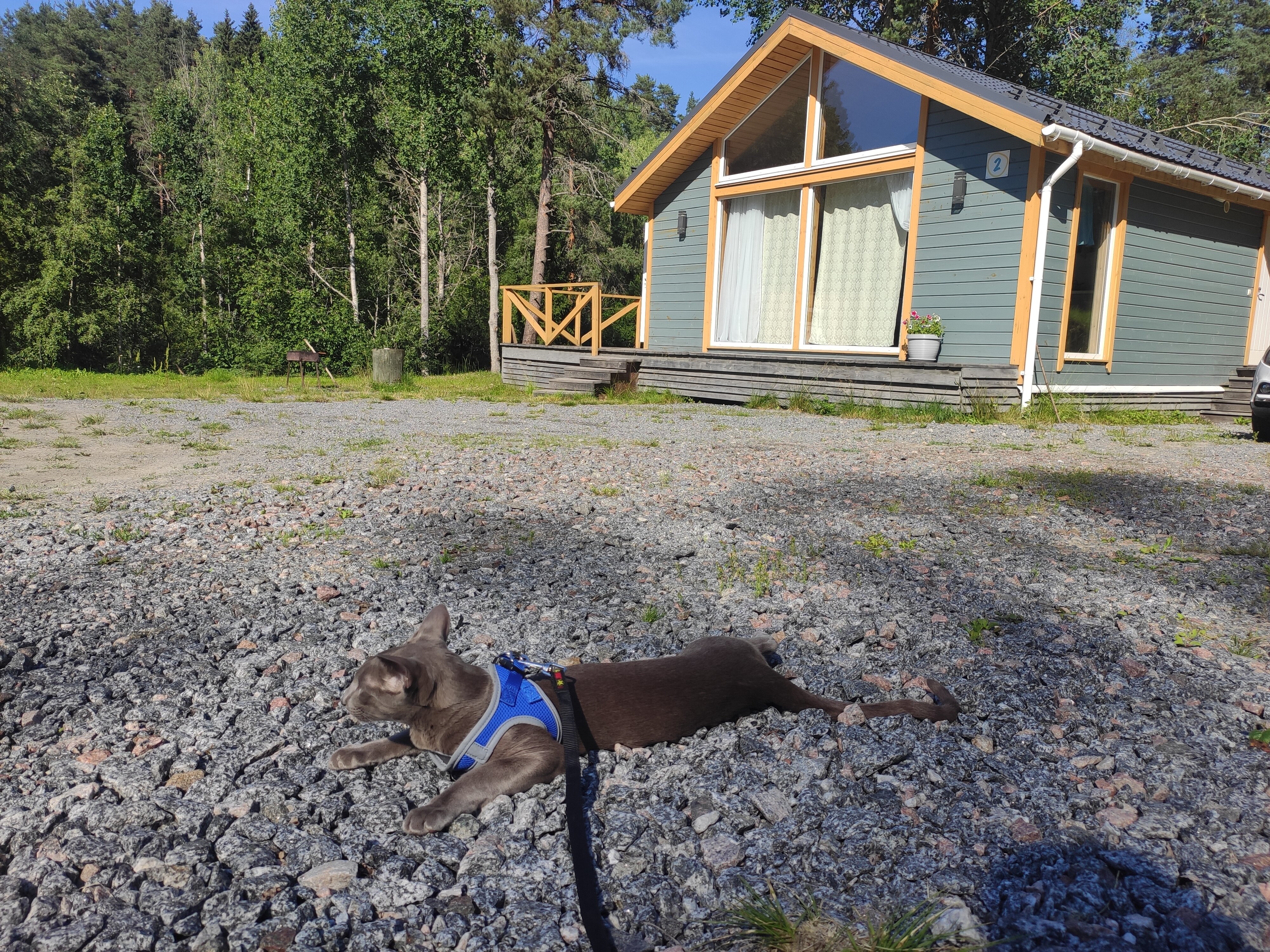 Фото Forest Park