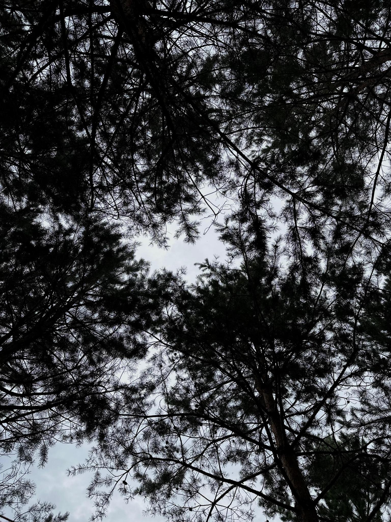 Фото Сосновый рай