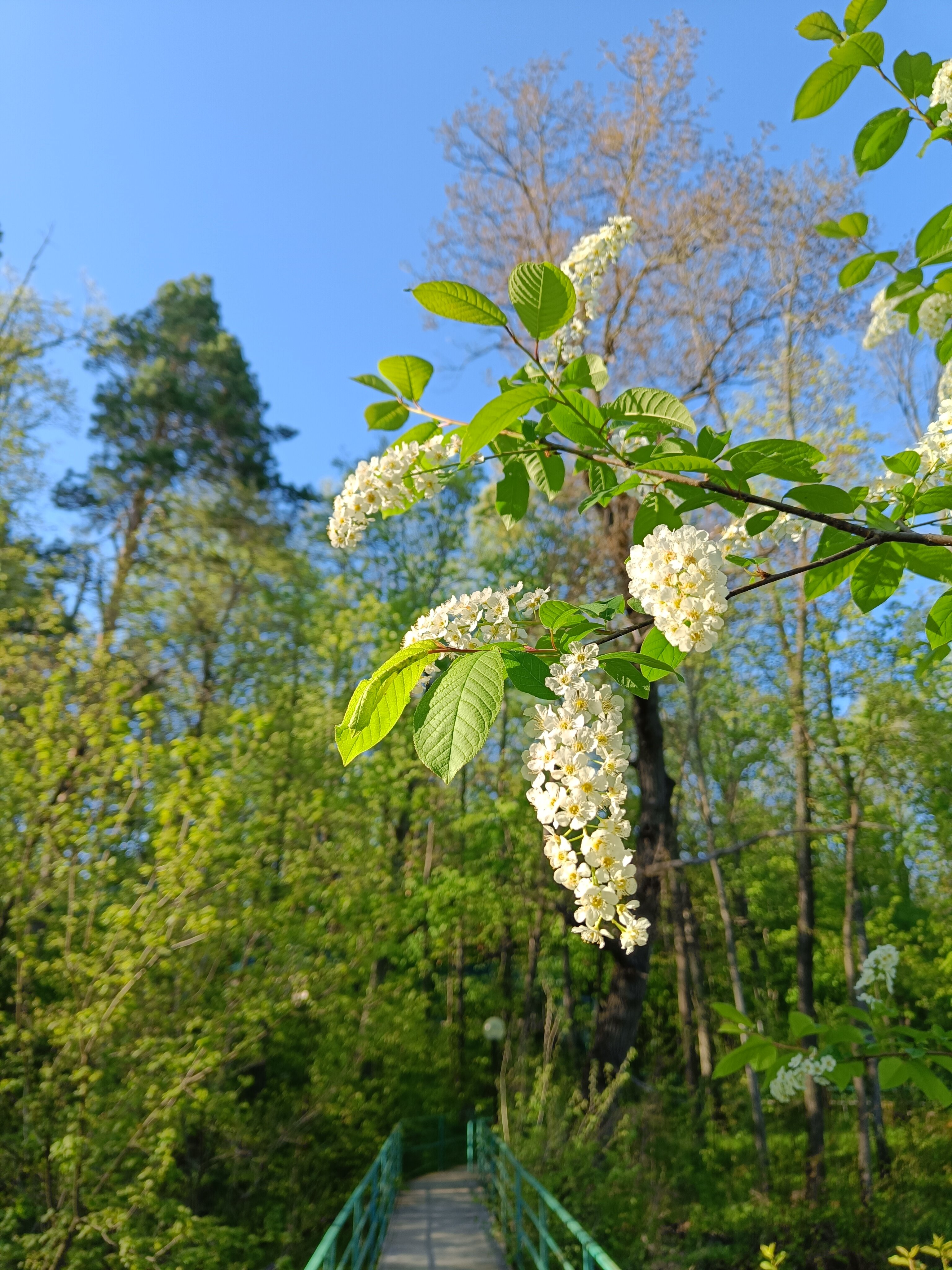 Фото Лесная дача