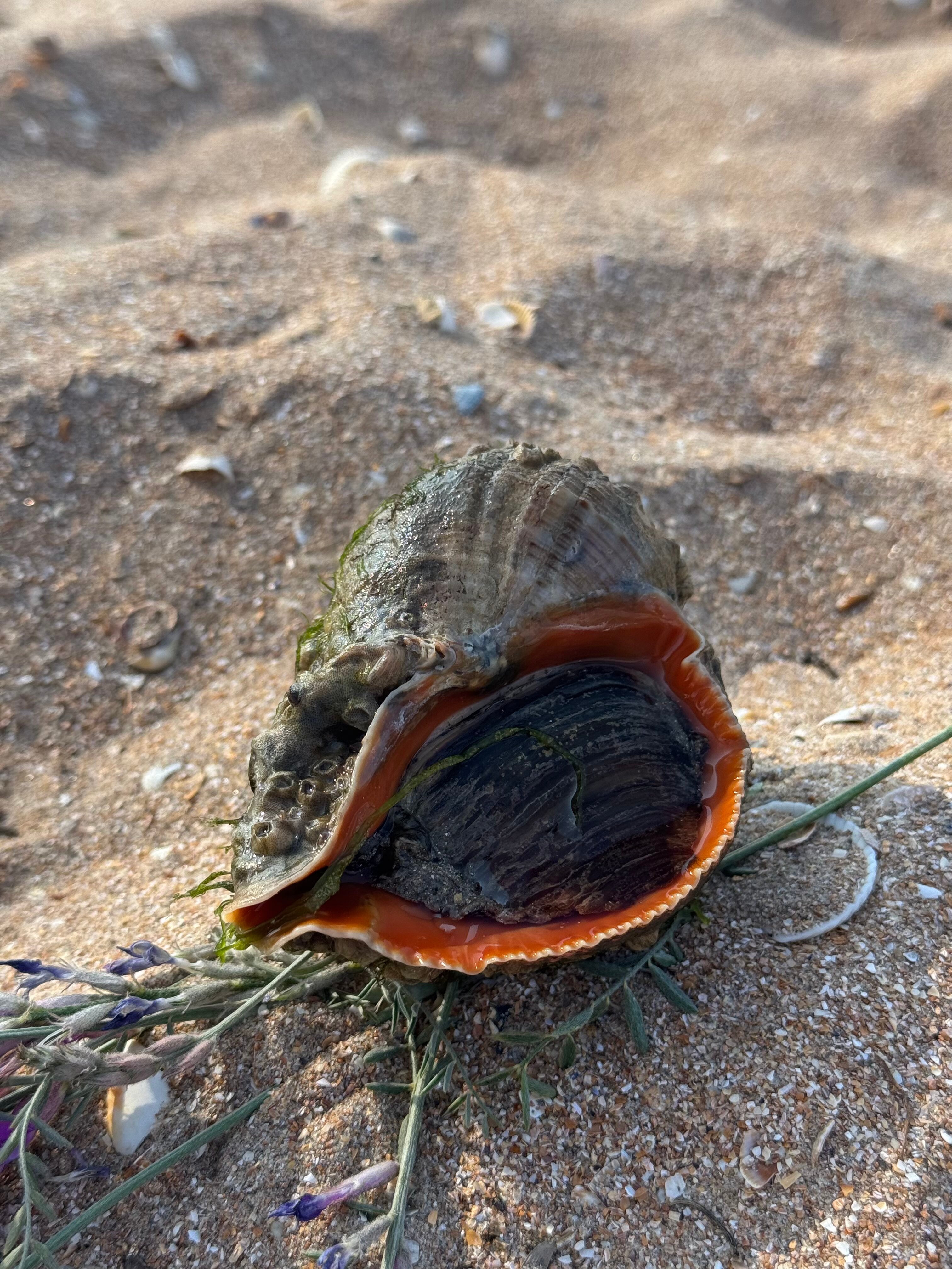 Фото Оливия