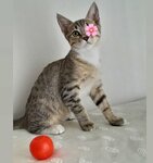 Pati Event (İstanbul, Besiktas, Balmumcu Mah., Dellalzade Sok., 25A), clínica veterinaria