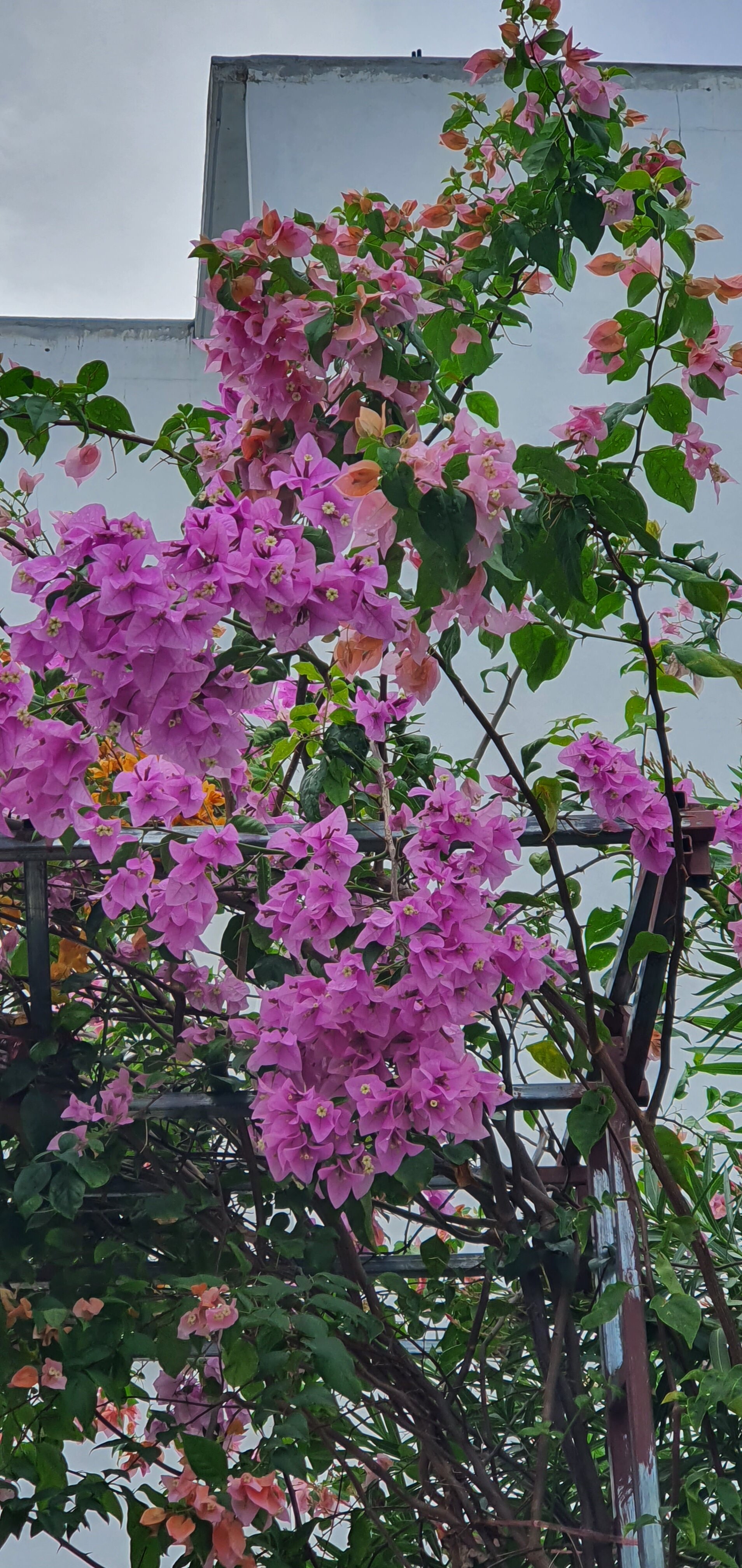 Фото Belvedere Thoddoo