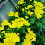 Hamdi Tasdemir Park Tea Garden (Kocaeli, Basiskele, Cumhuriyet Avenue, 2), cafe