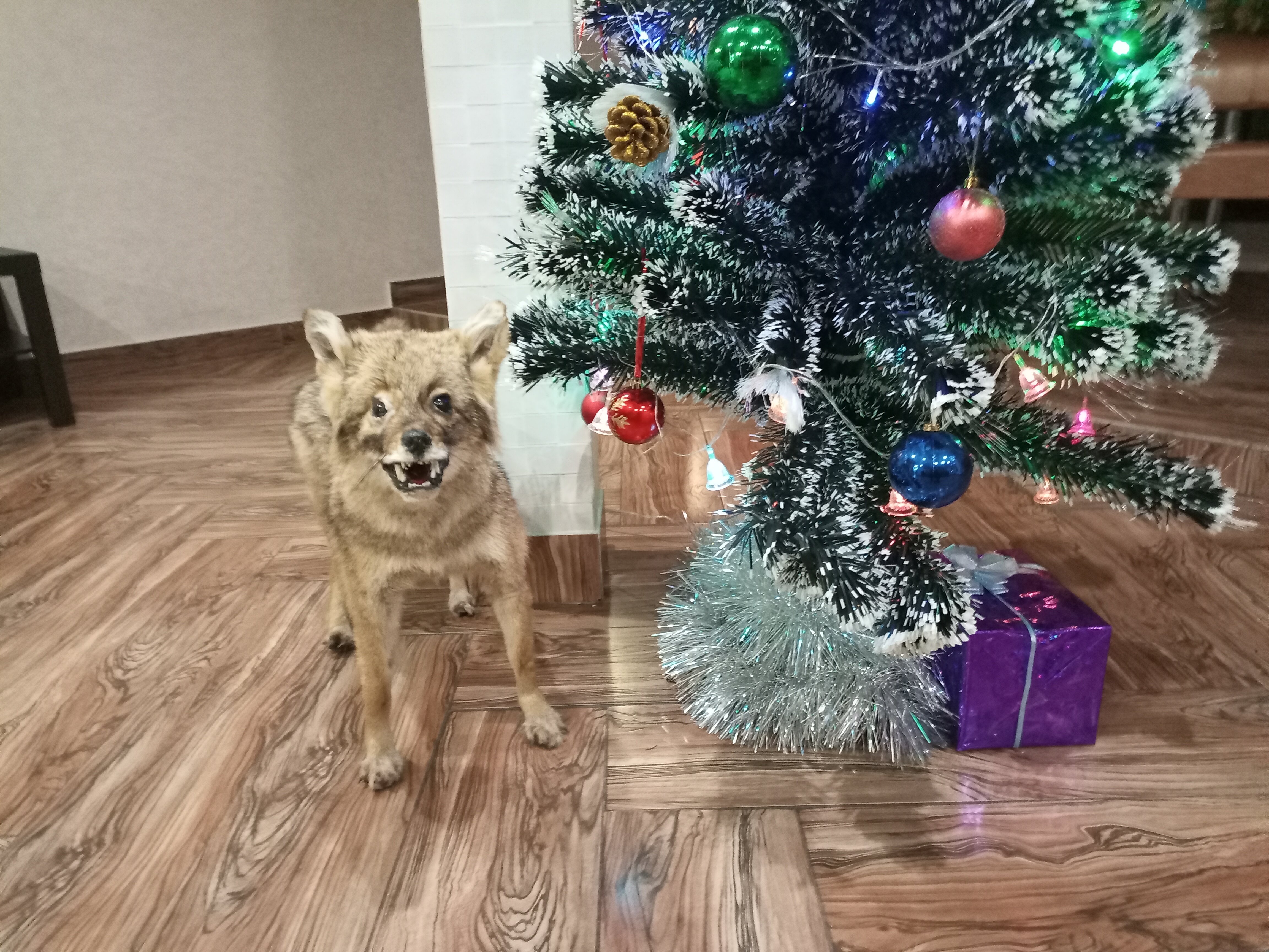 Фото Хантри