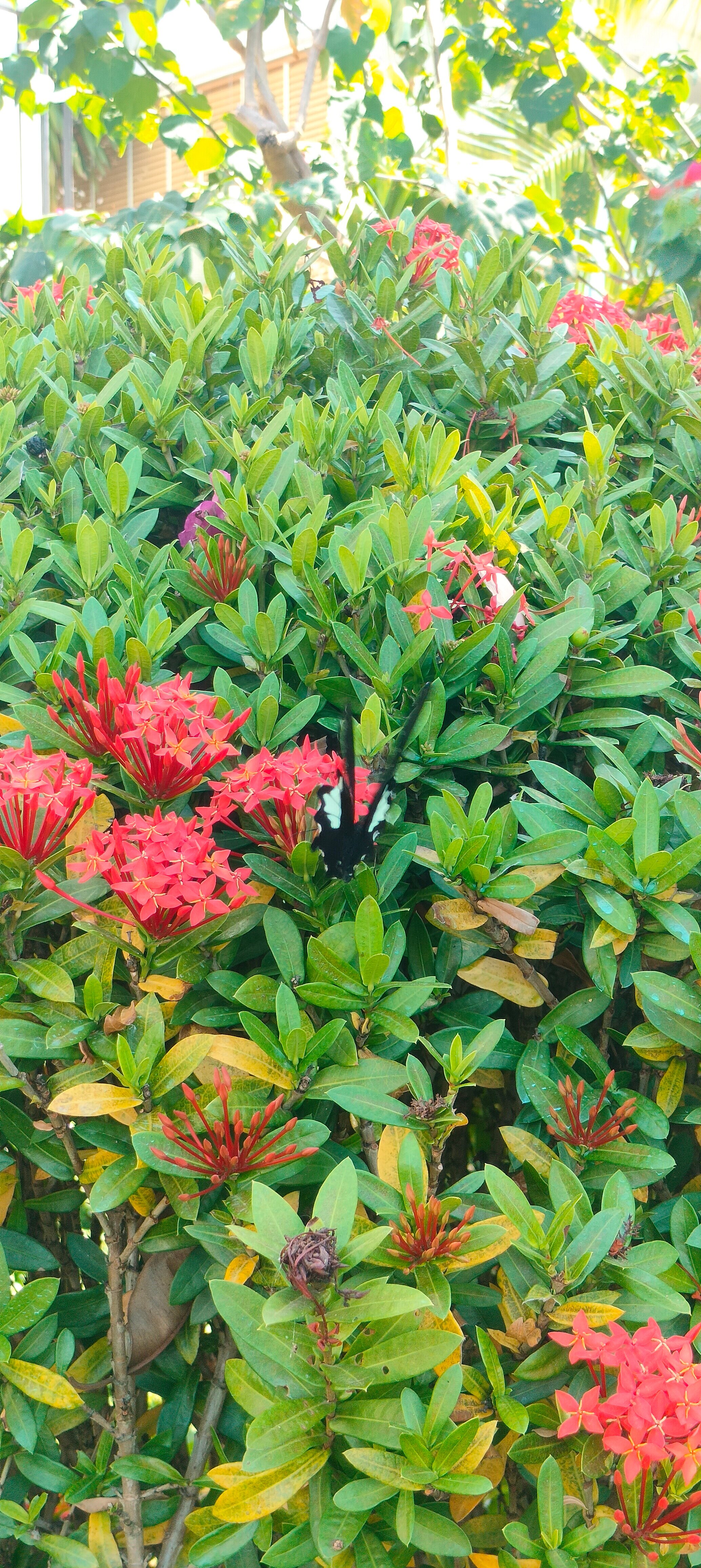 Фото Tom Hill Boutique Resort & SPA