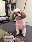 Suslik groom (проспект Генерала Острякова, 15), pet salon
