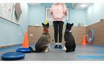 Центр дрессировки собак Хвост (Karyakina Street, 21), canine service