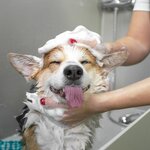 Мяу Гав (Seleznyovskaya Street, 9), pet salon