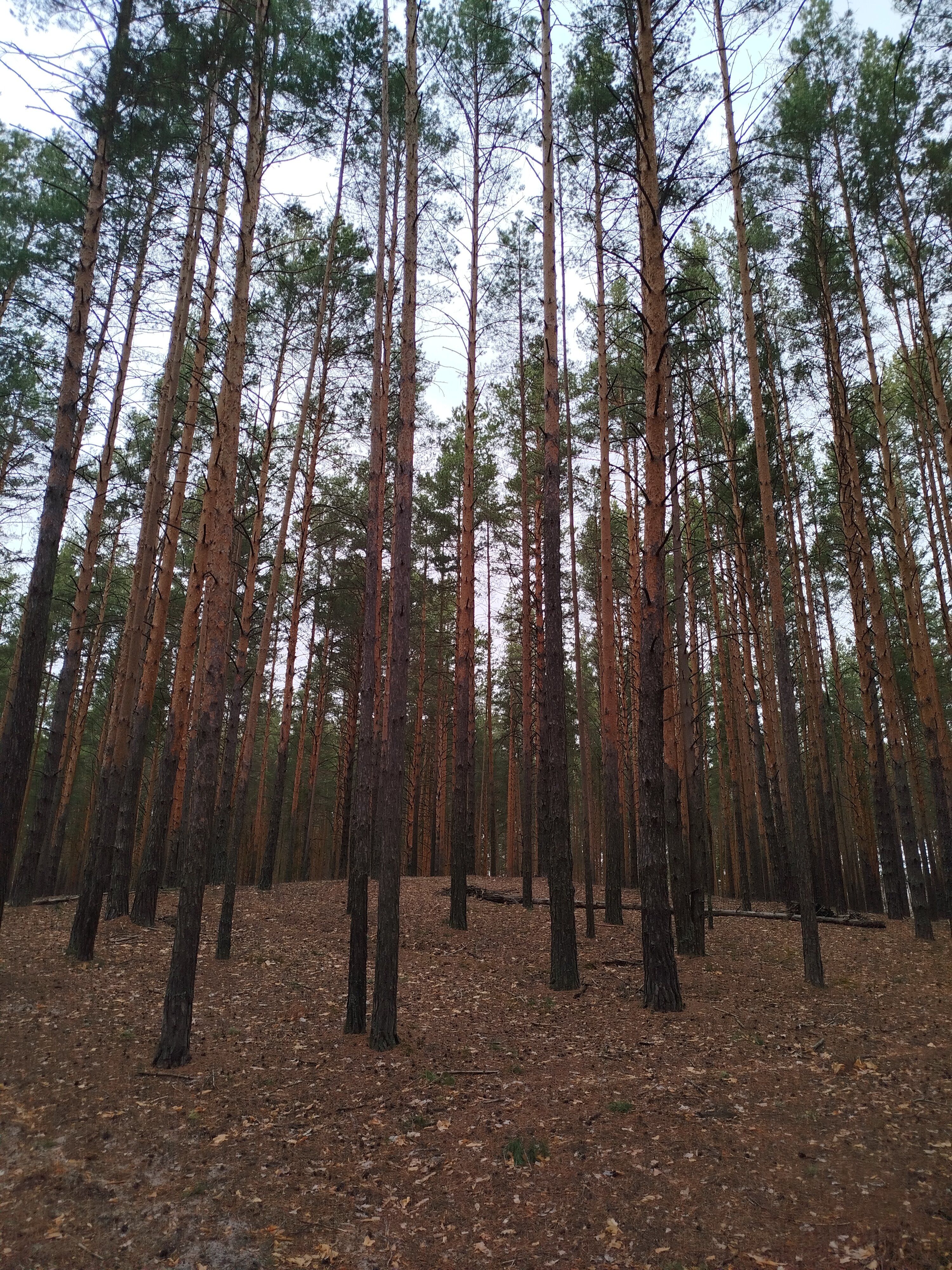 Фото Лесная дача