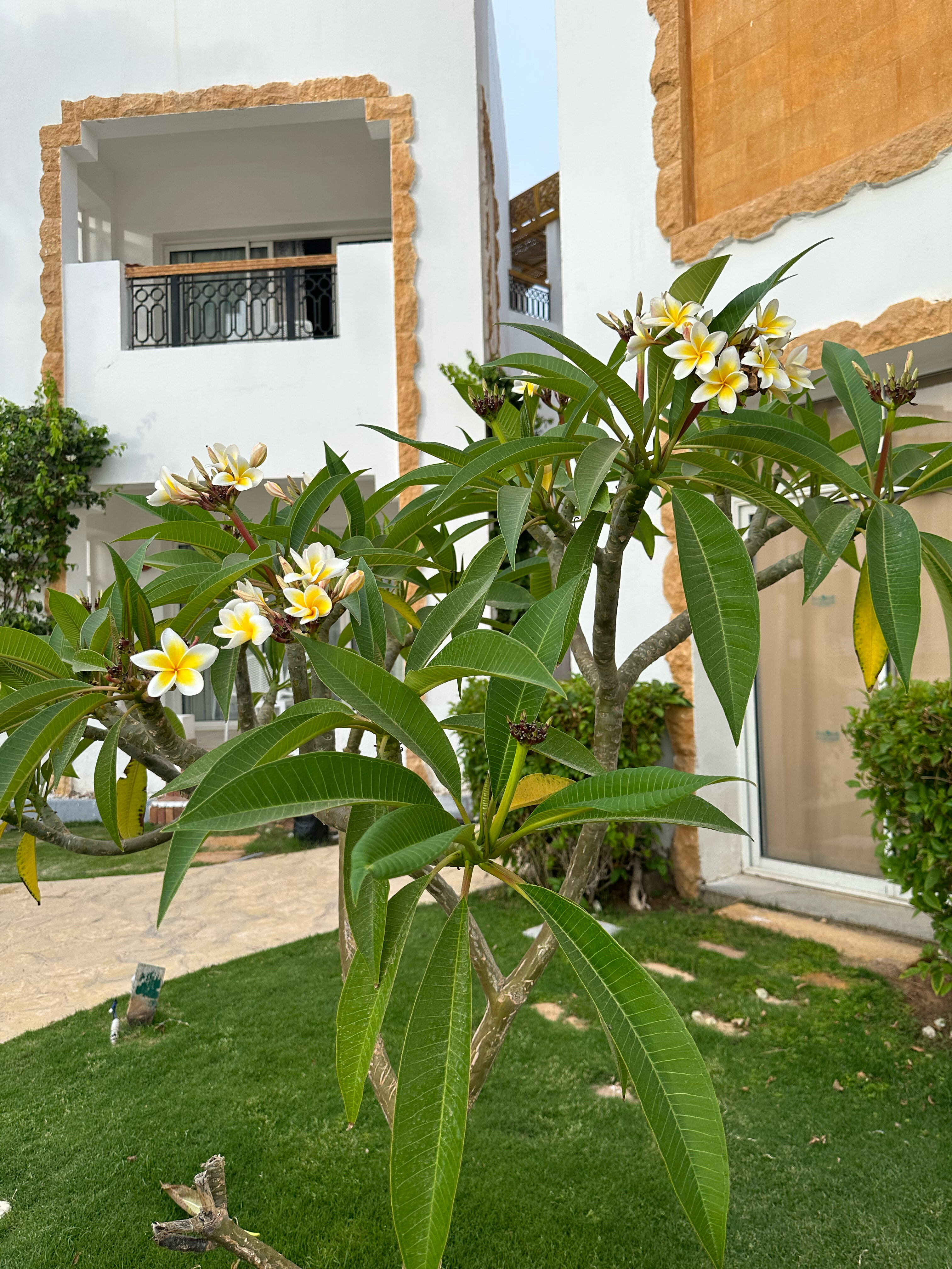 Фото Sunrise Remal Resort