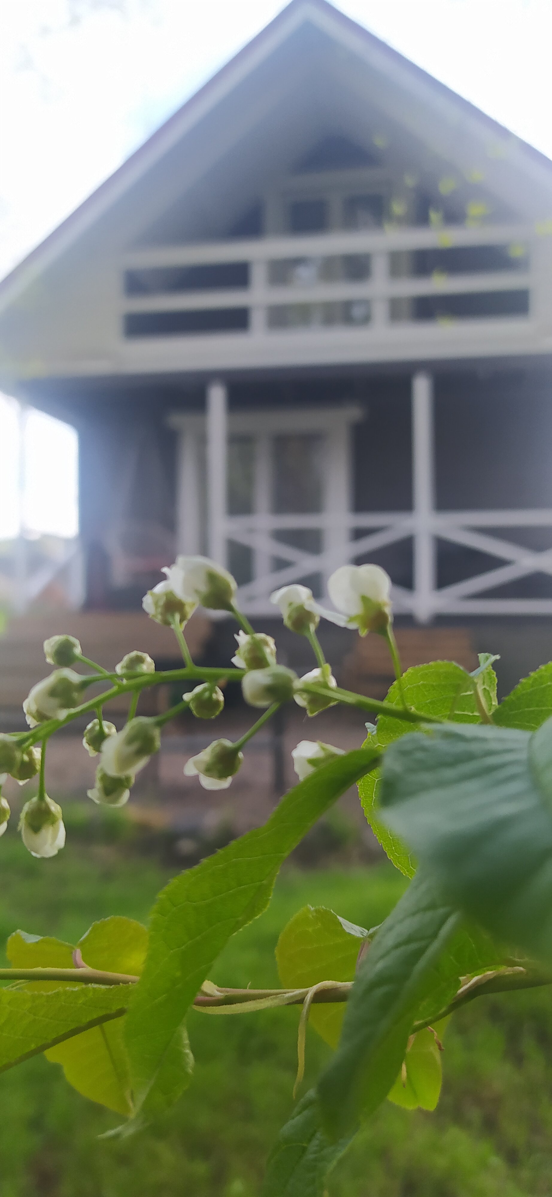 Фото Снегири Парк