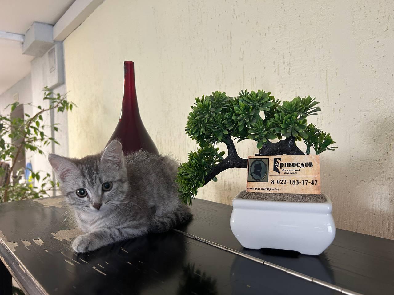 Фото Грибоедов