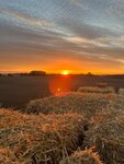 Sunny Farm (Mickievichy Village, 38) ، المضيفون والكوميديون