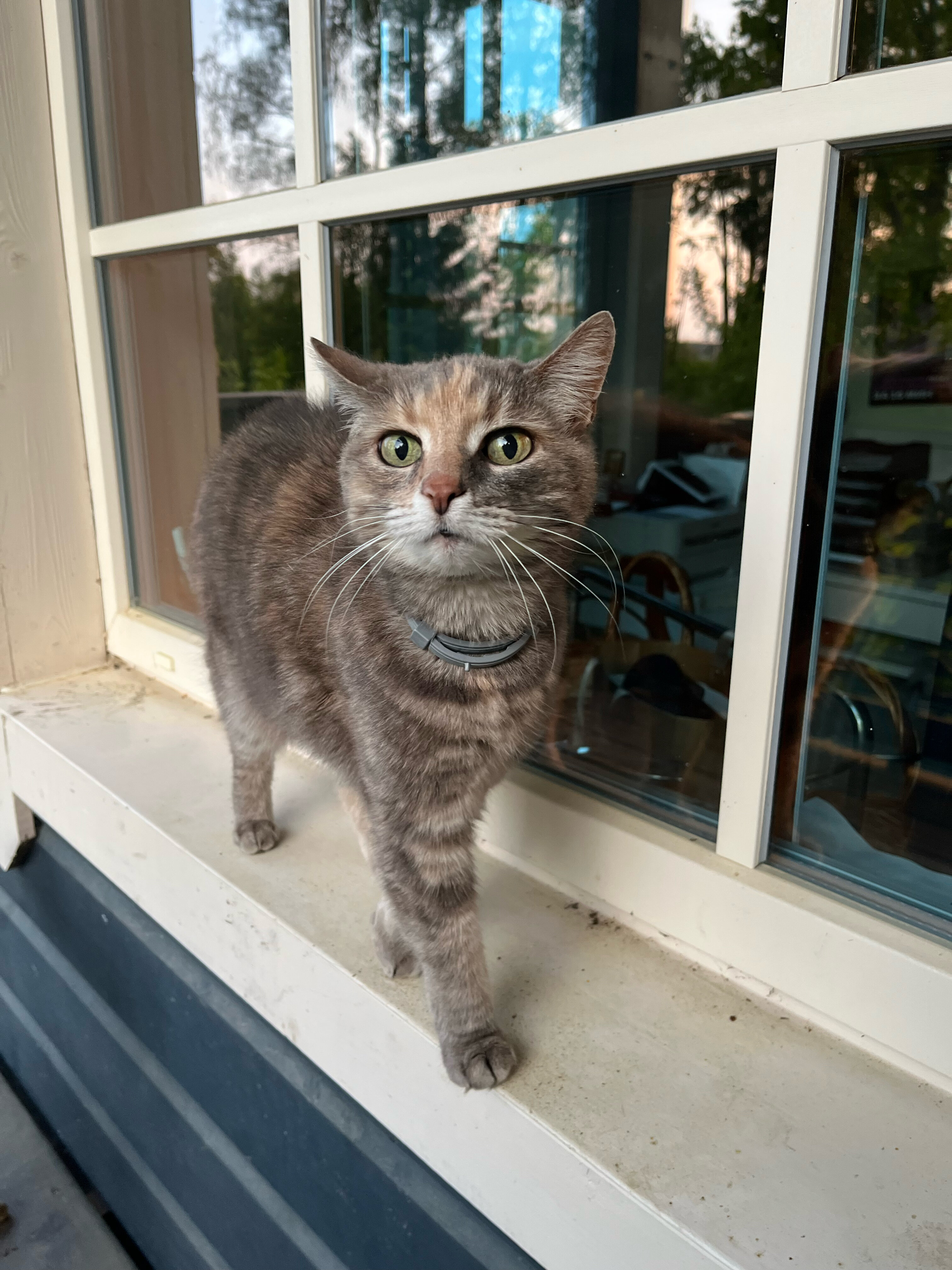 Фото Талони