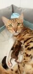 4 Лапы+ (Komsomolskaya ulitsa, 8Б), clínica veterinaria