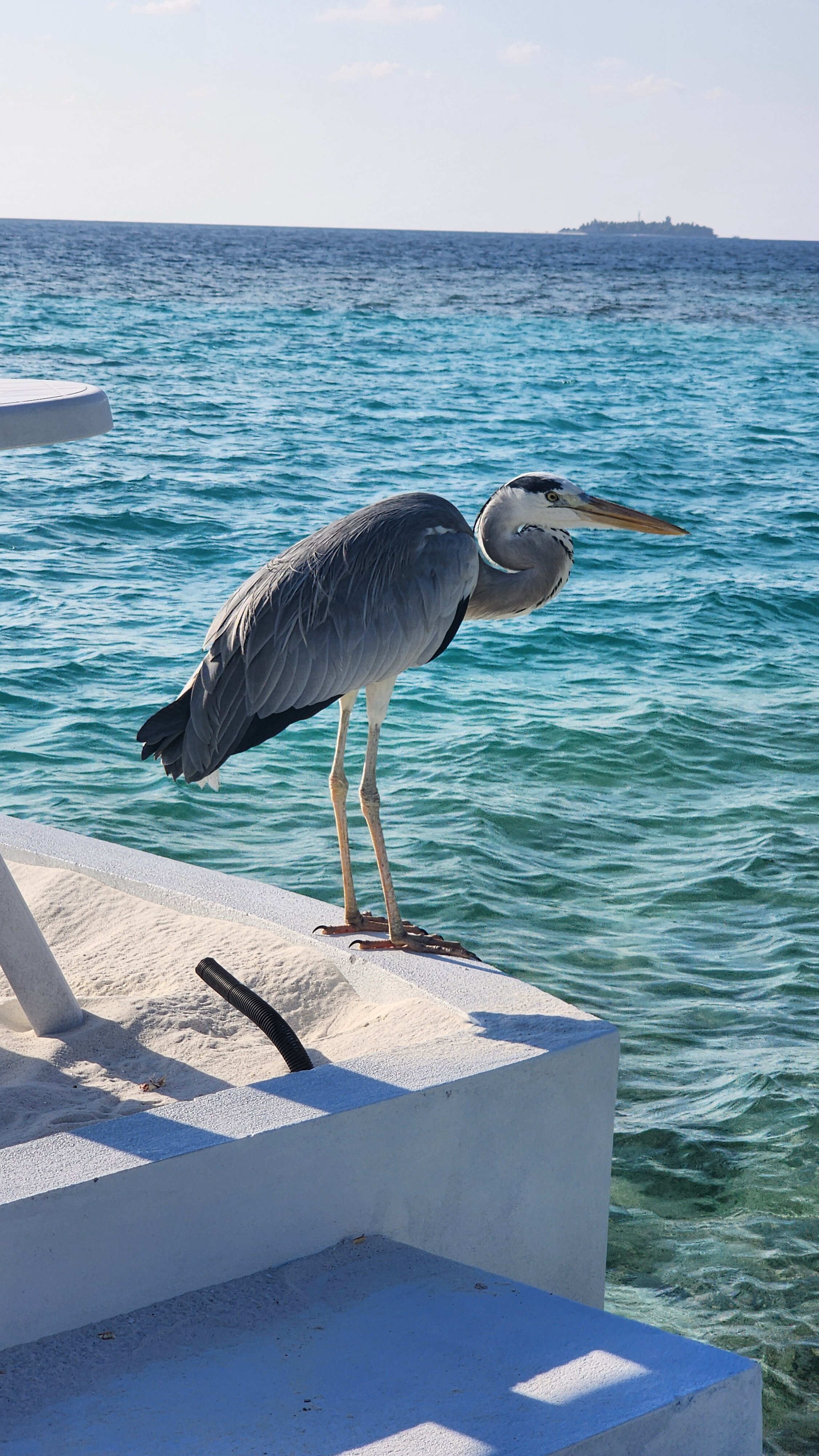 Фото Lagoon View Maldives