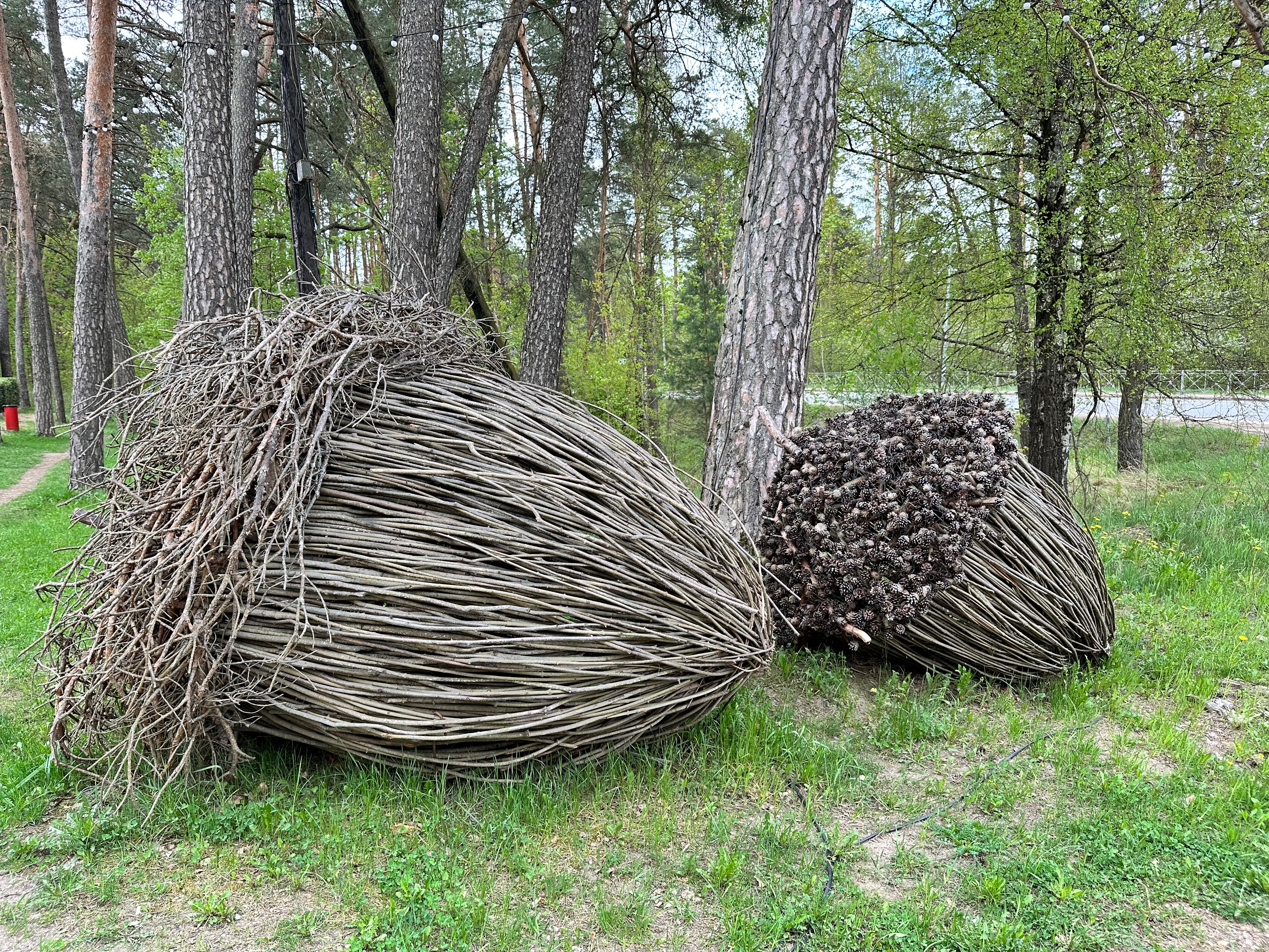 Фото Дубрава