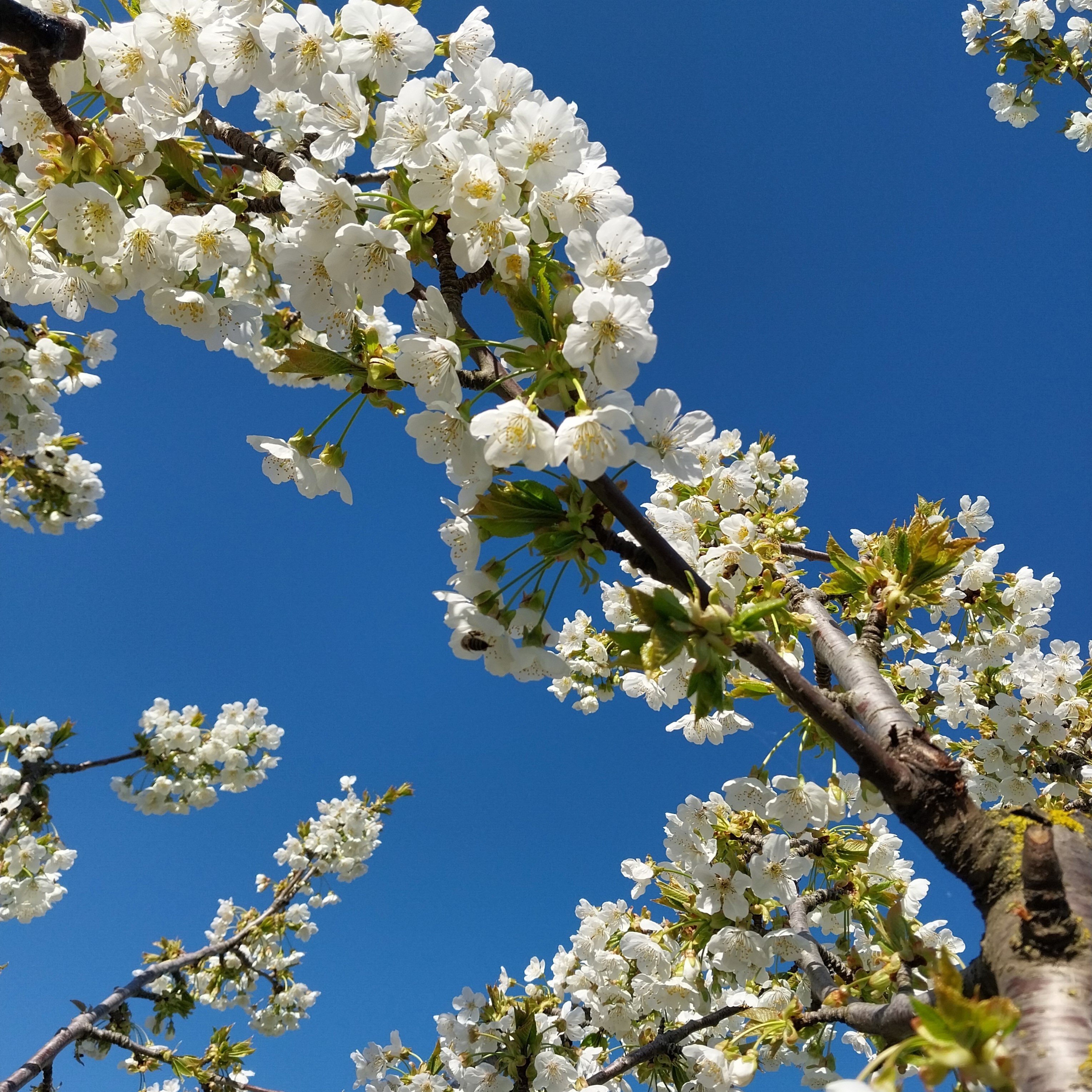 Фото Эллада крымская