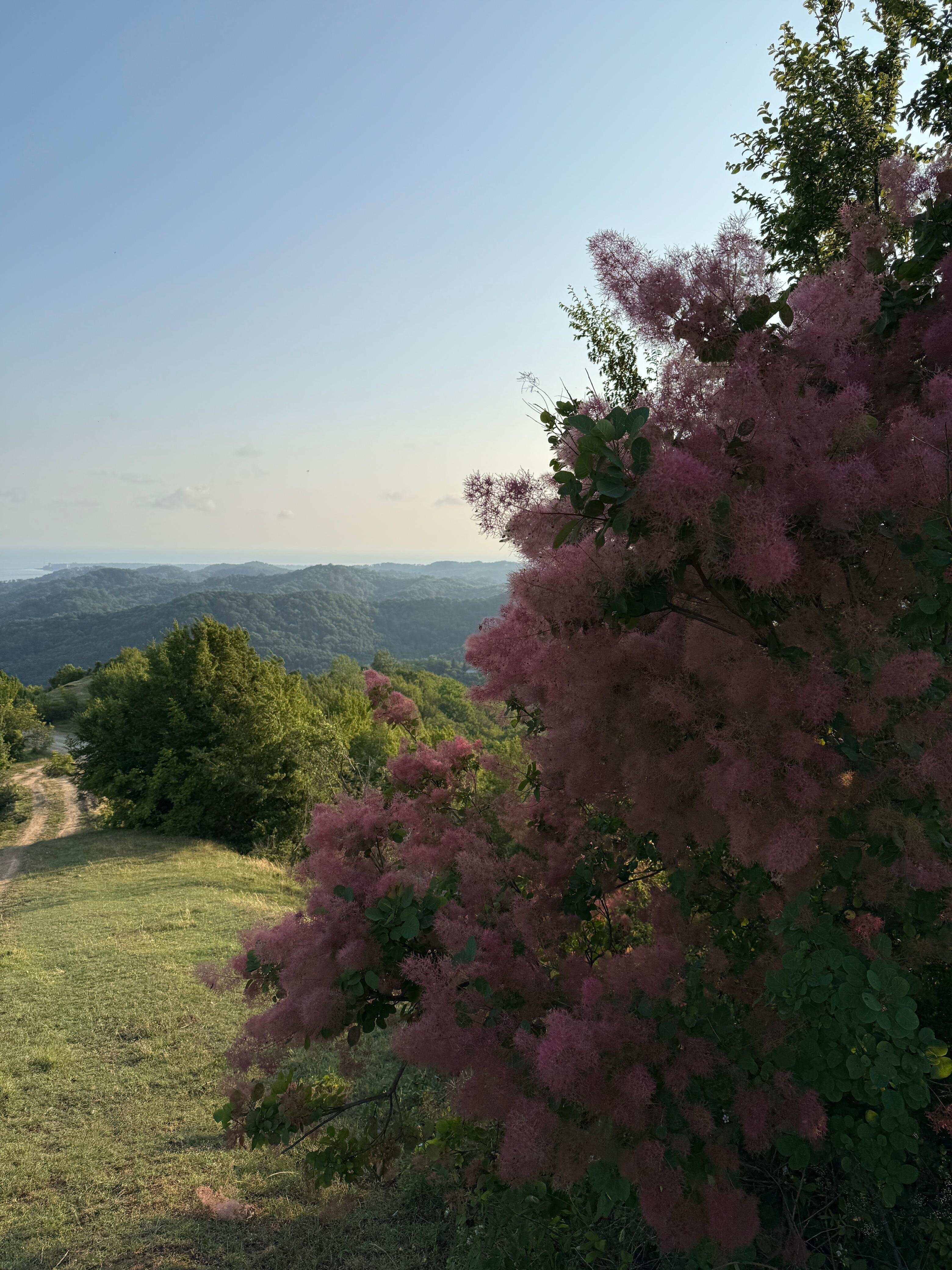 Фото A-more Gagra