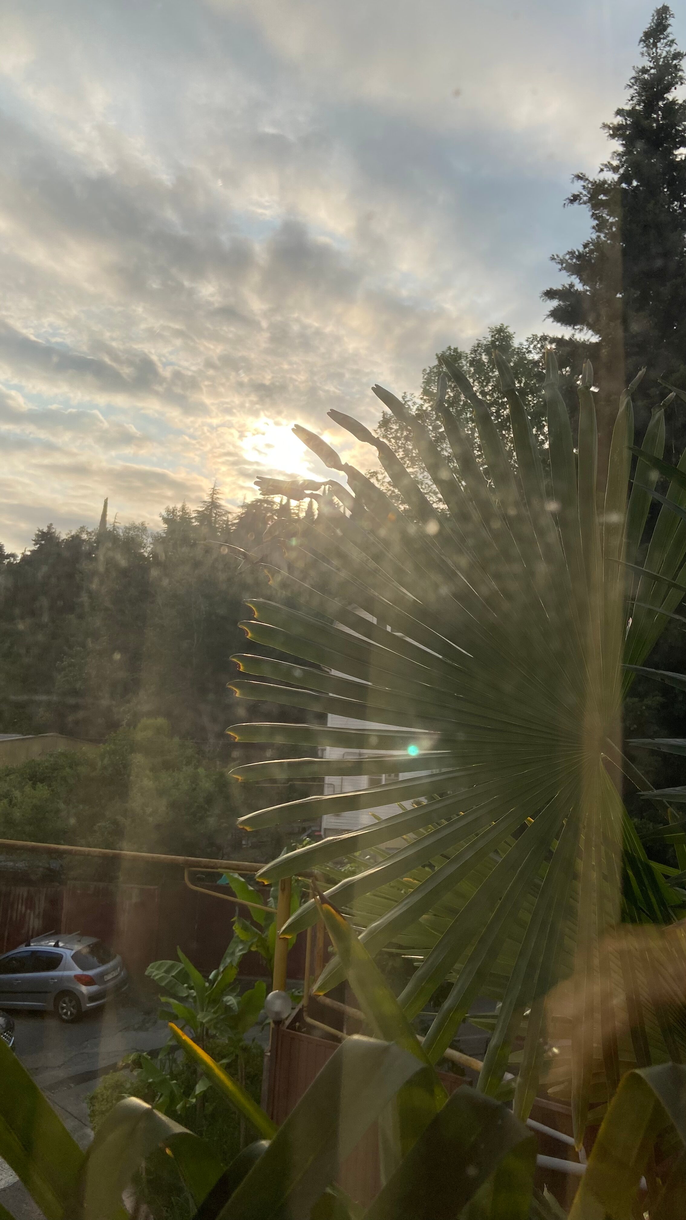 Фото Панда на Бамбуковой