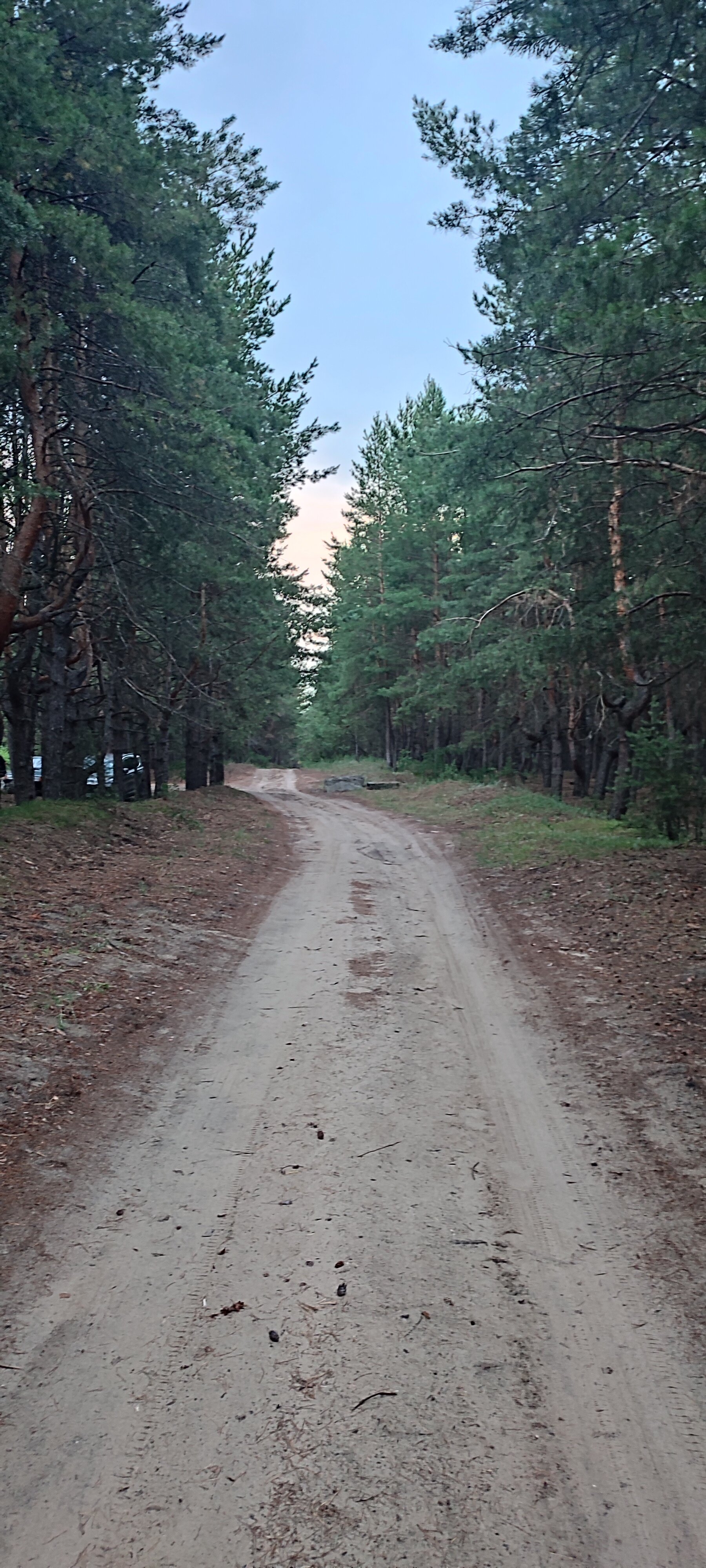 Фото Изумрудный лес