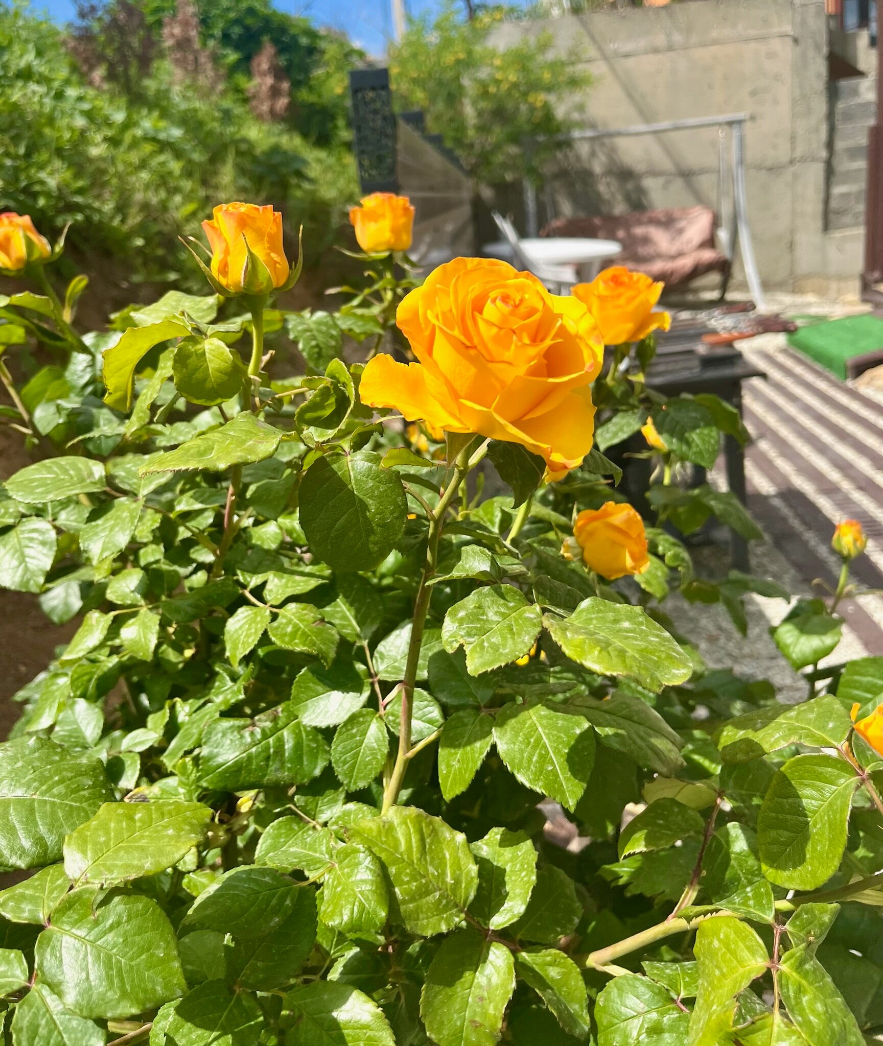 Фото Villa Palermo