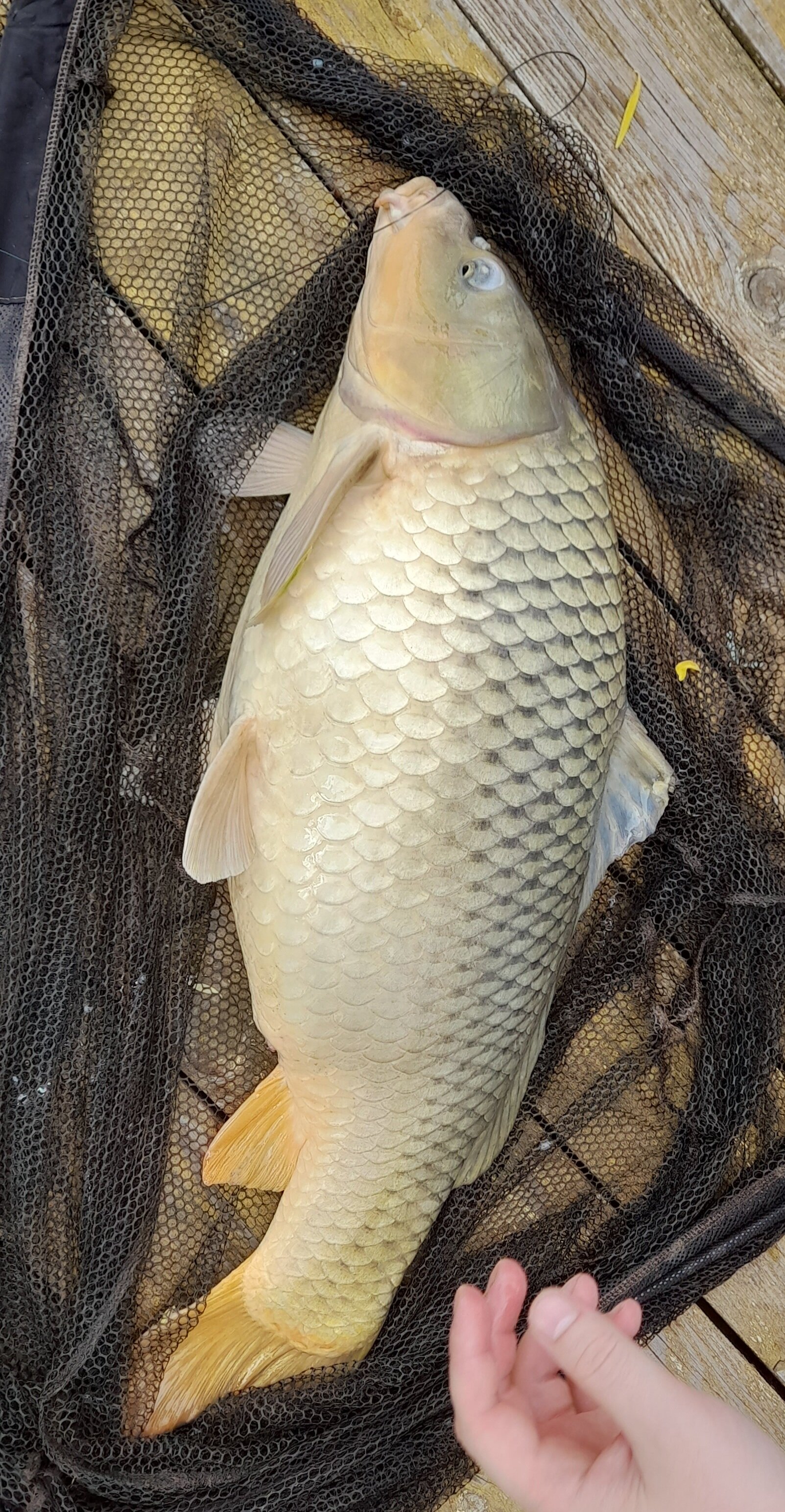 Фото Zолотой саZан