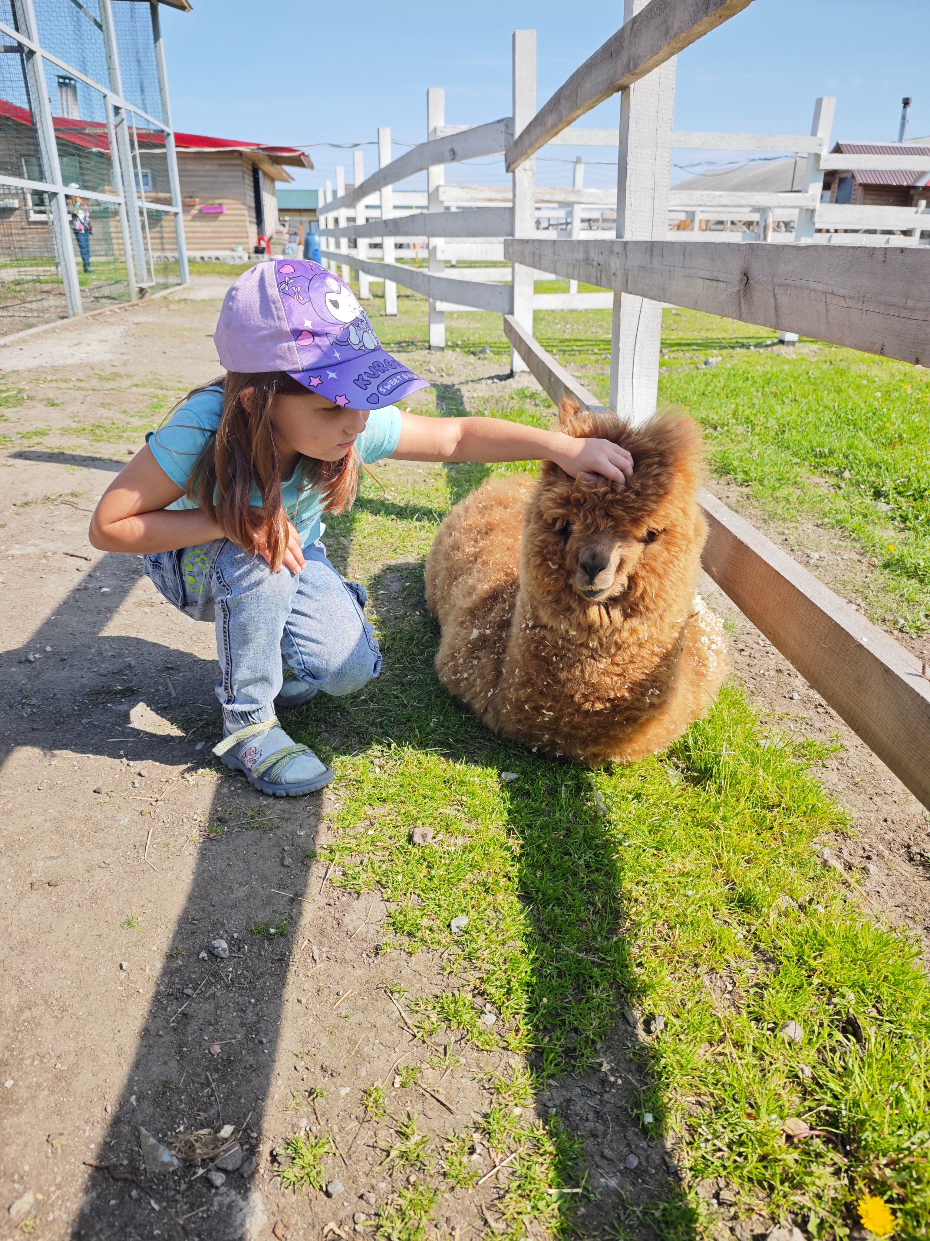 Фото Мурманская страусиная ферма