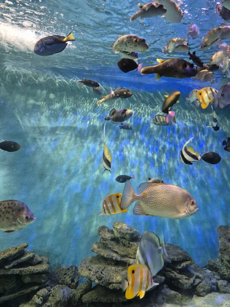 Museum Museum, Nha Trang, photo