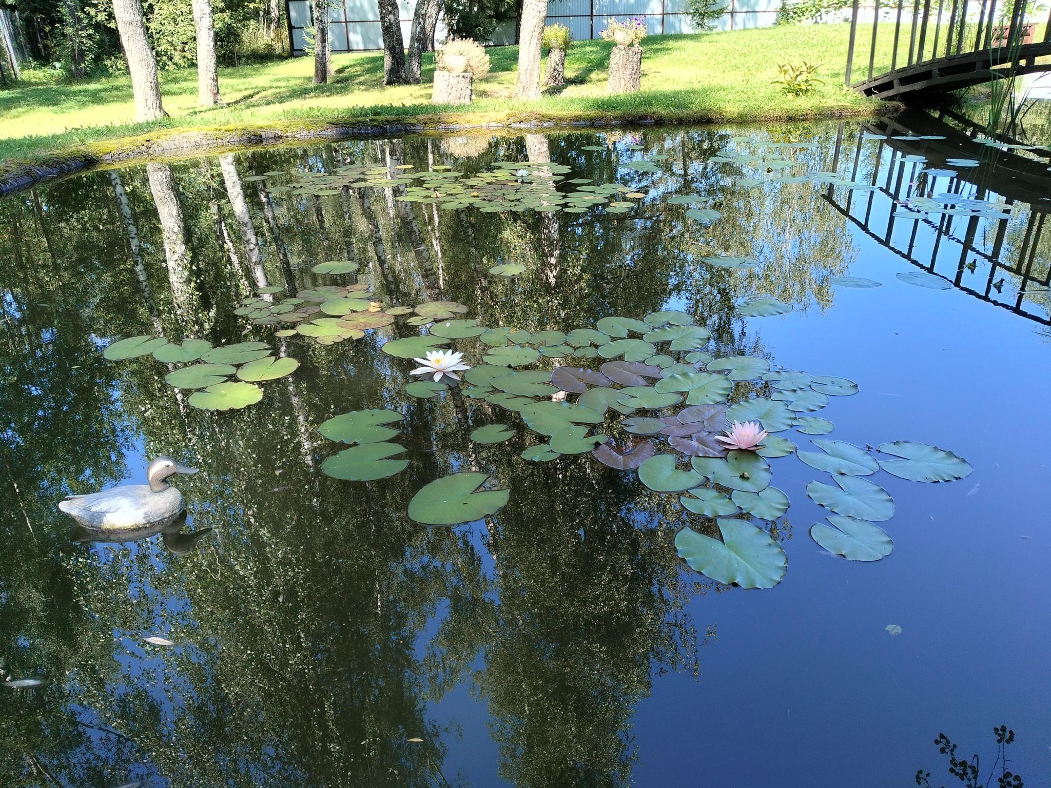 Фото Уютный домик в лесу у пруда