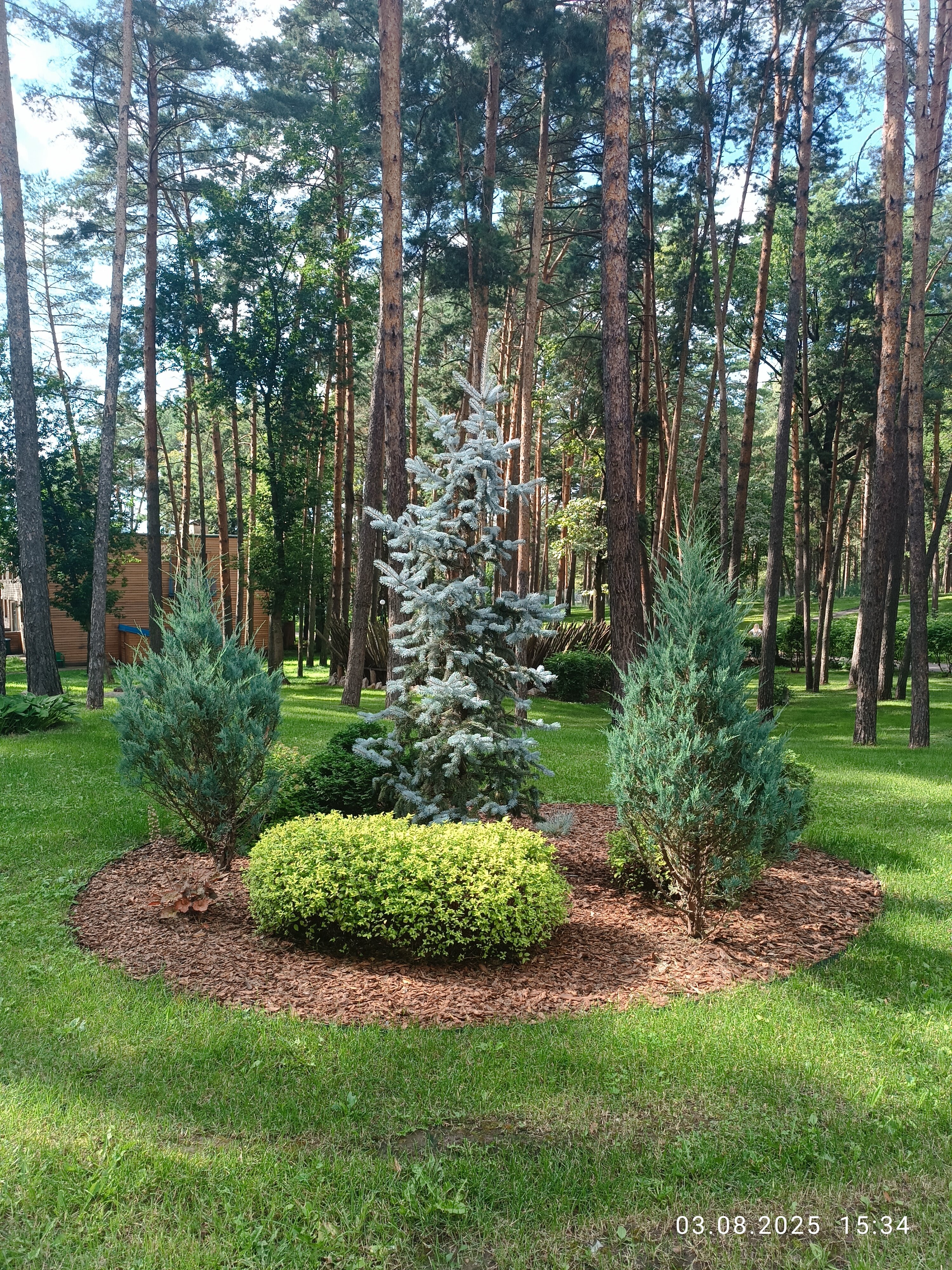 Фото Лесная опушка