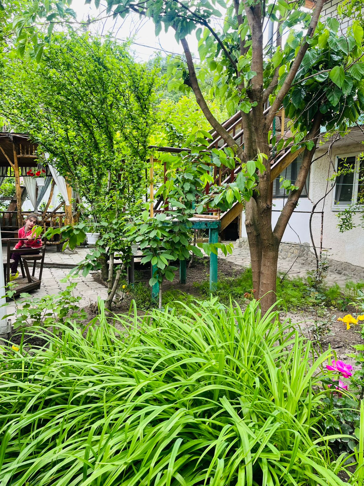 Фото Берёзка