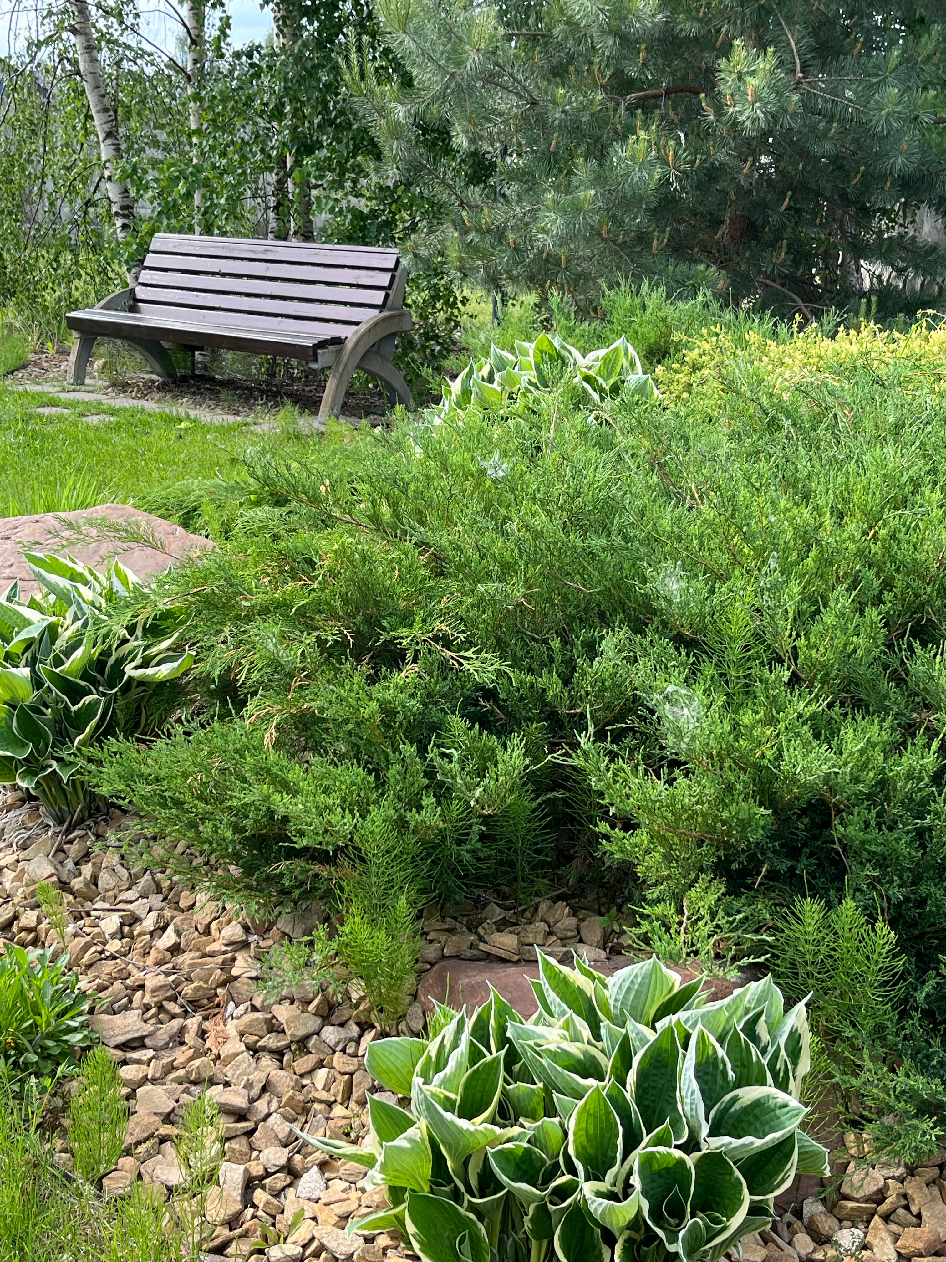 Фото Колибри