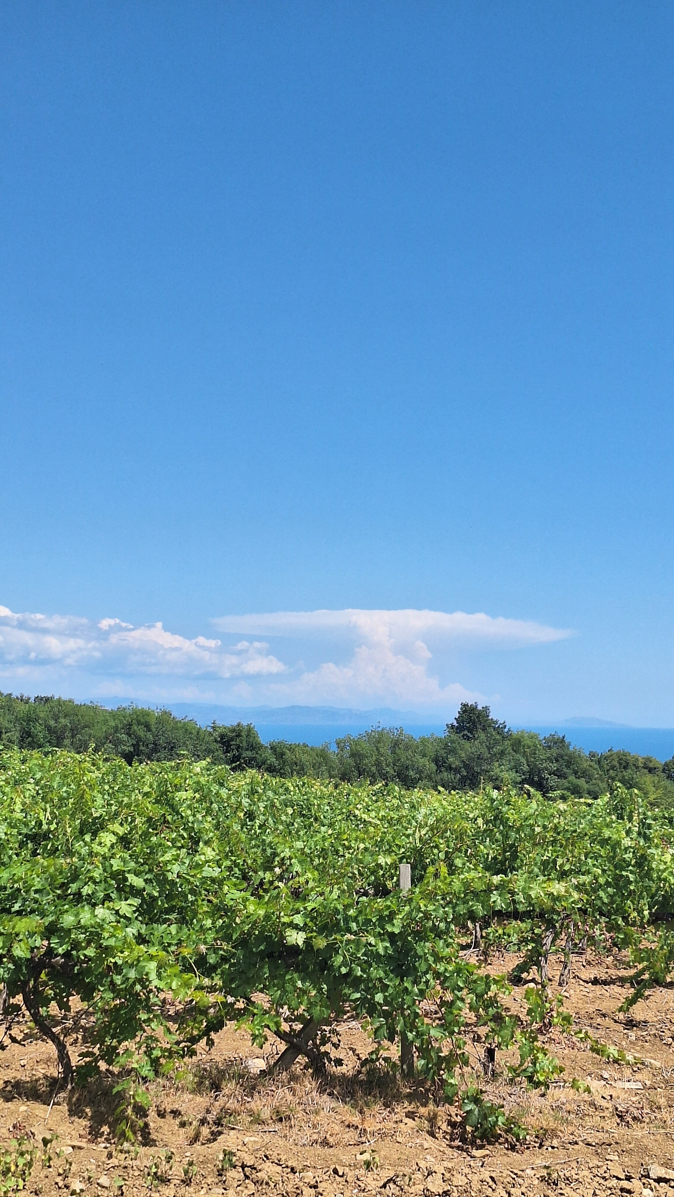 Фото Кипарис