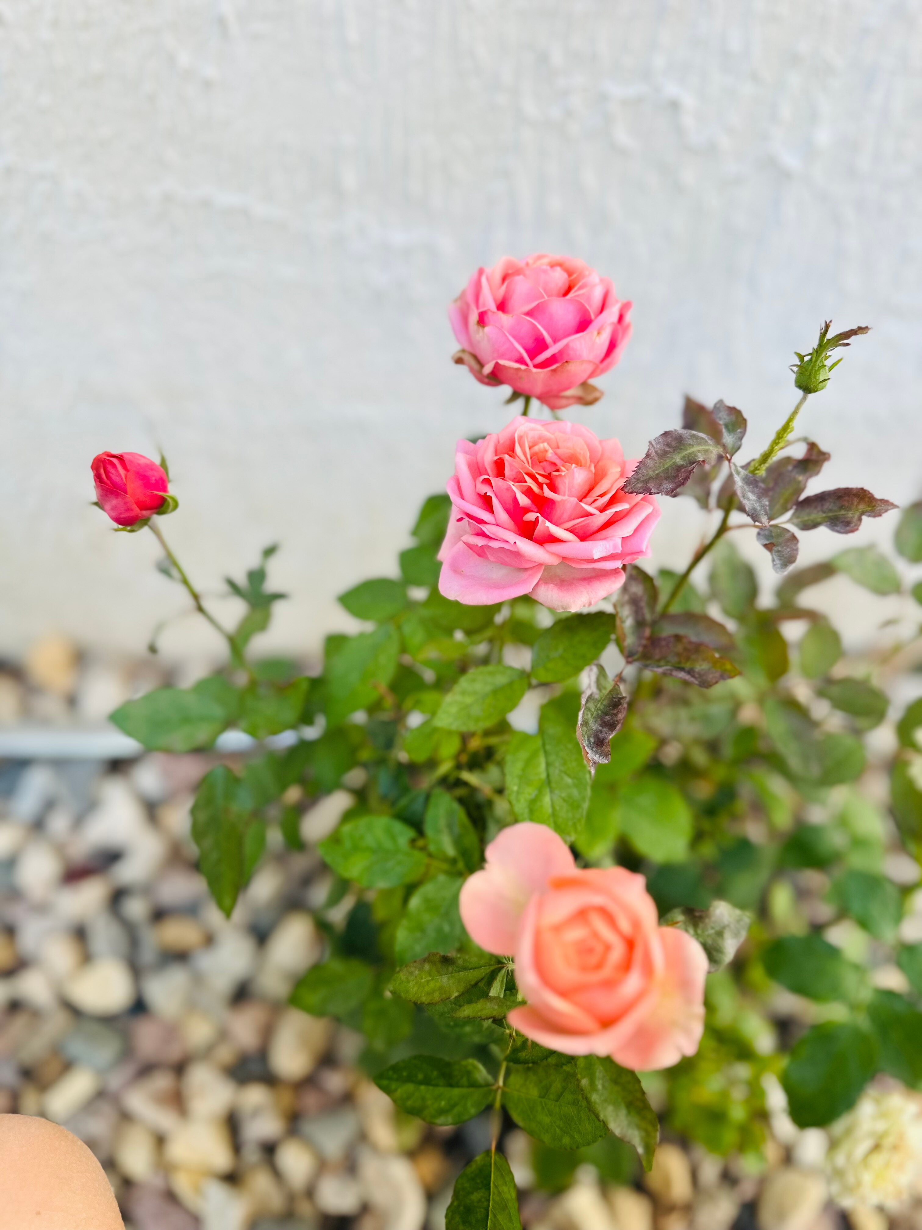 Фото Лауренция