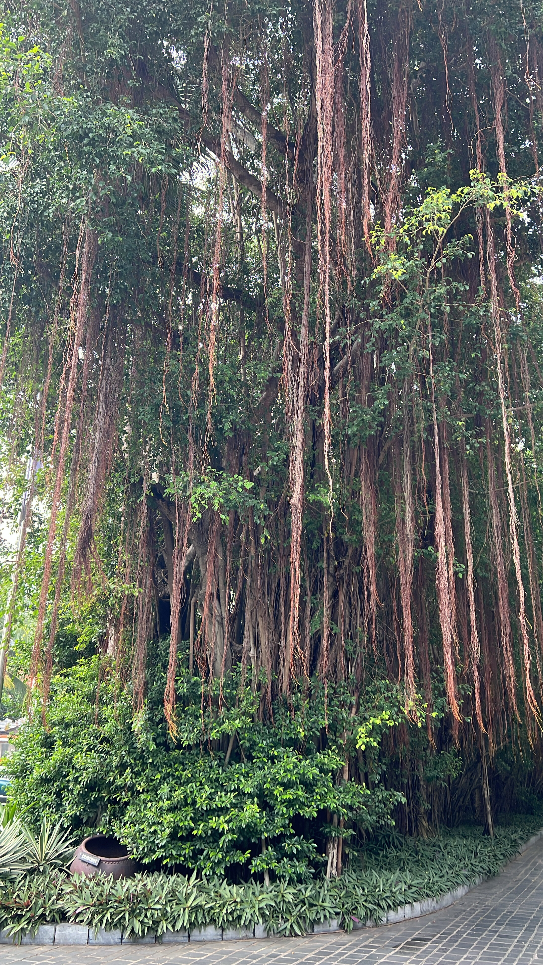 Фото Anantara Mui Ne Resort