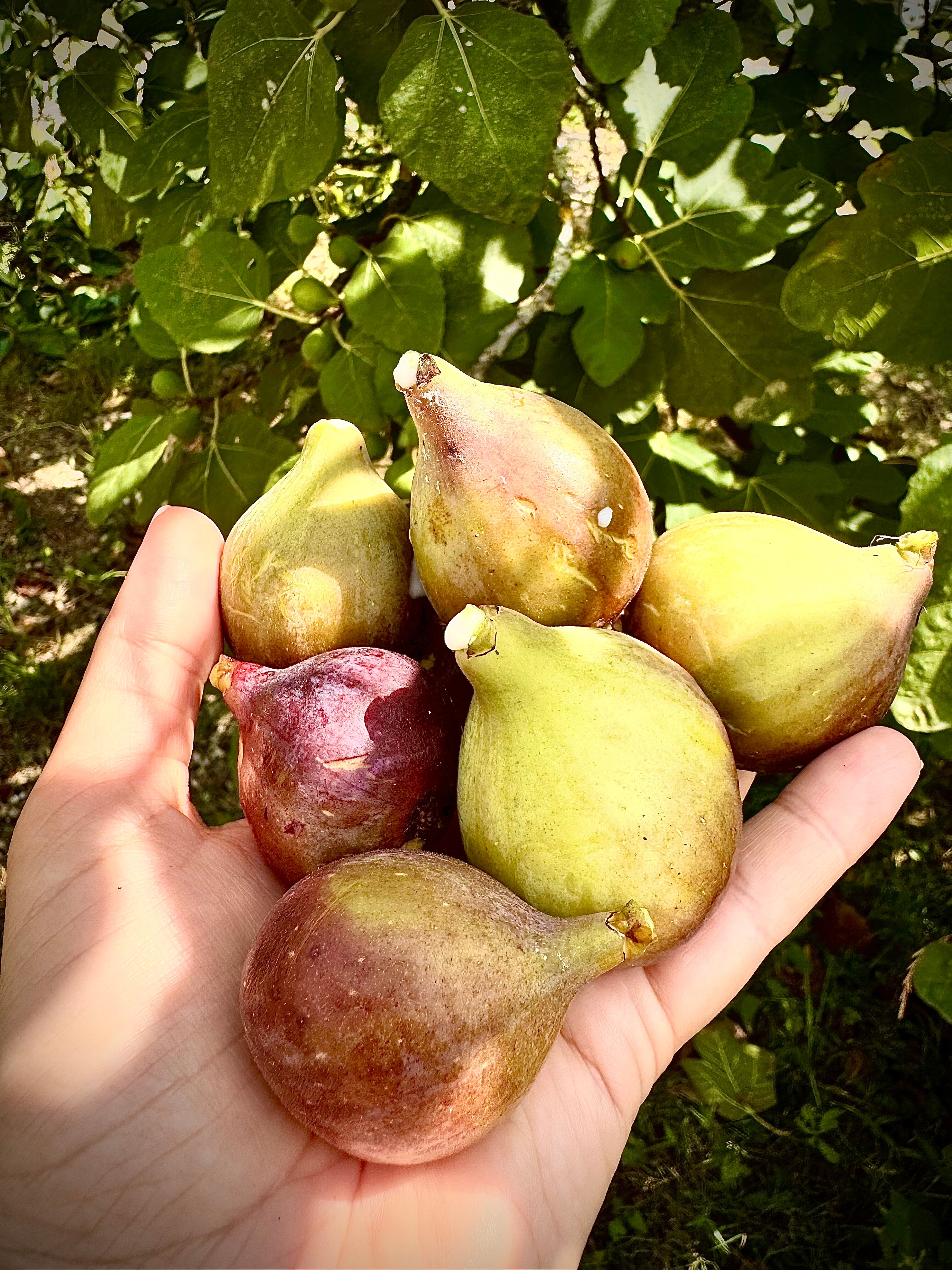 Фото Barn Haus Kumkvat