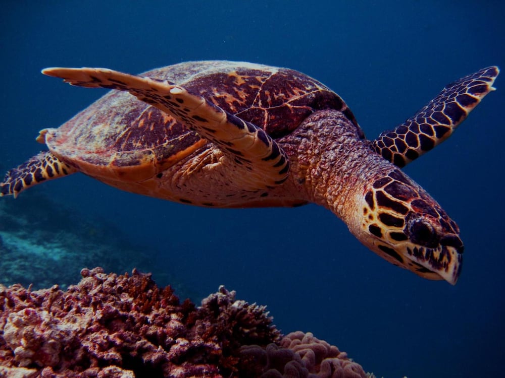 Фото Hotel Elite Inn