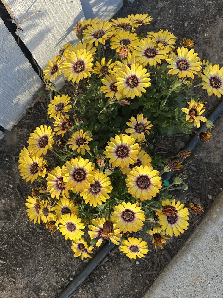 Фото American Inn Grover Beach