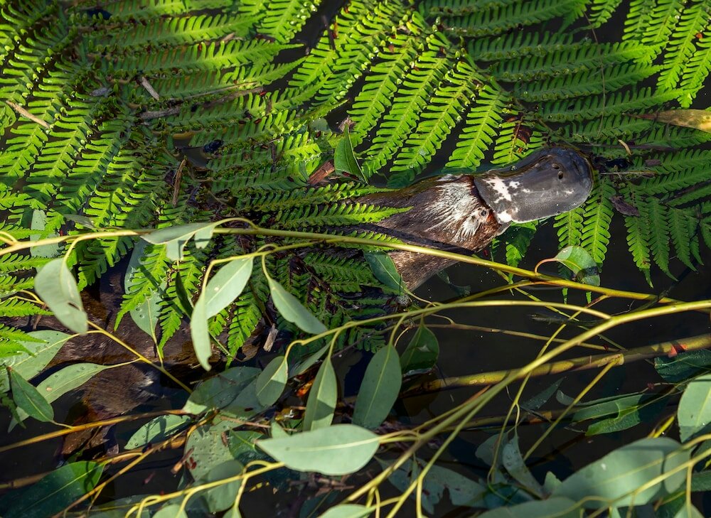 Фото Wildlife Retreat at Taronga